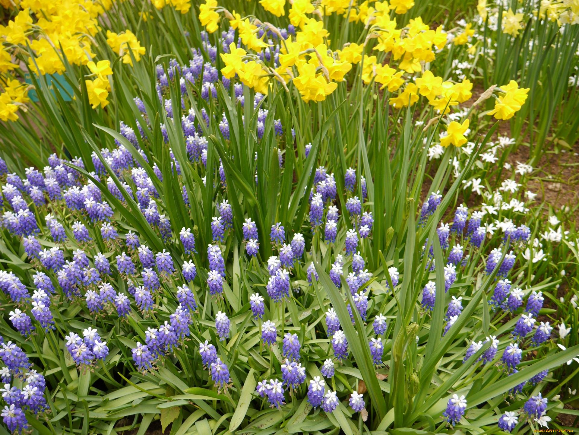 цветы, разные, вместе, нарцисс