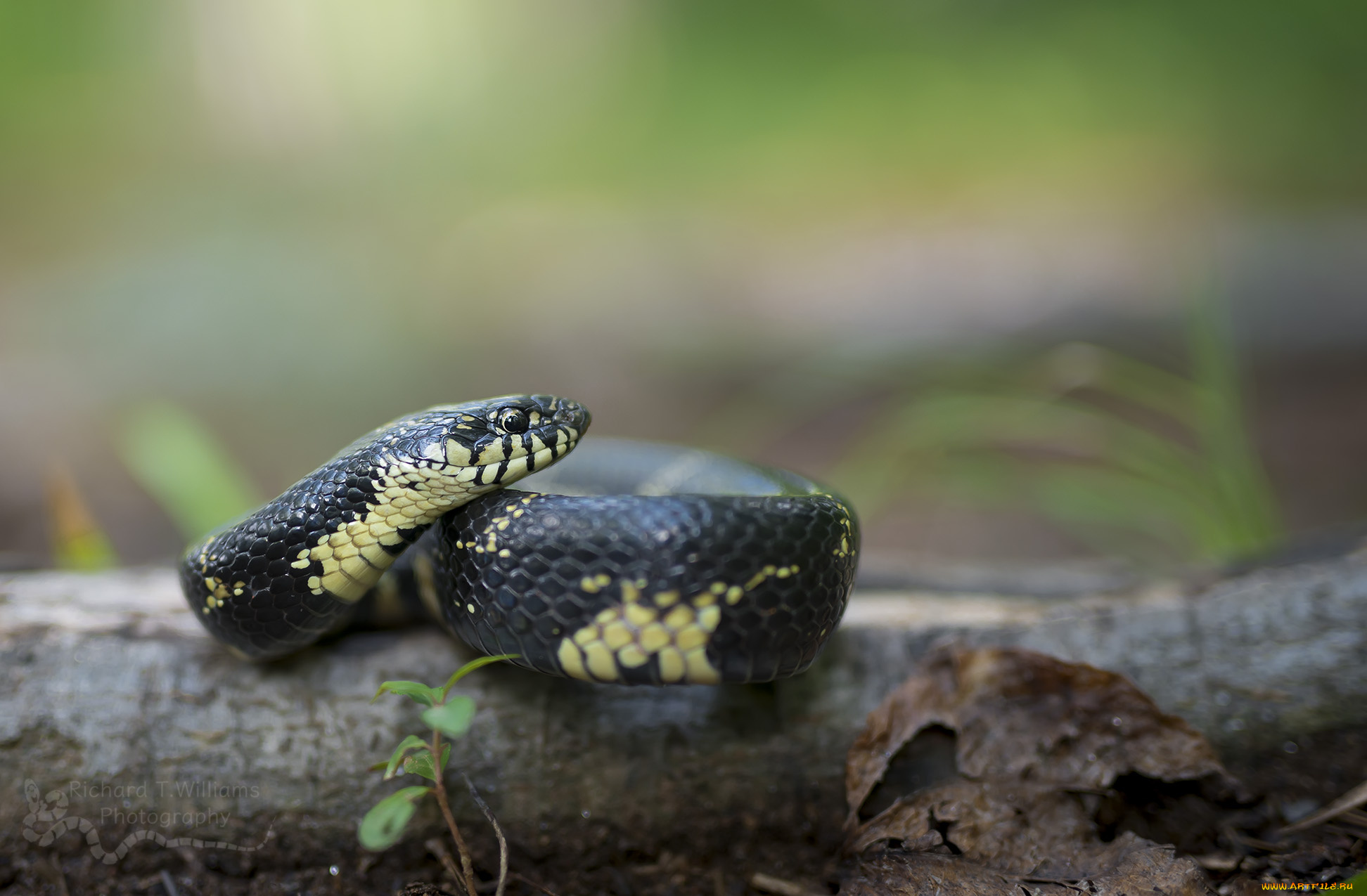 животные, змеи, , питоны, , кобры, ядовитая, окрас, змея
