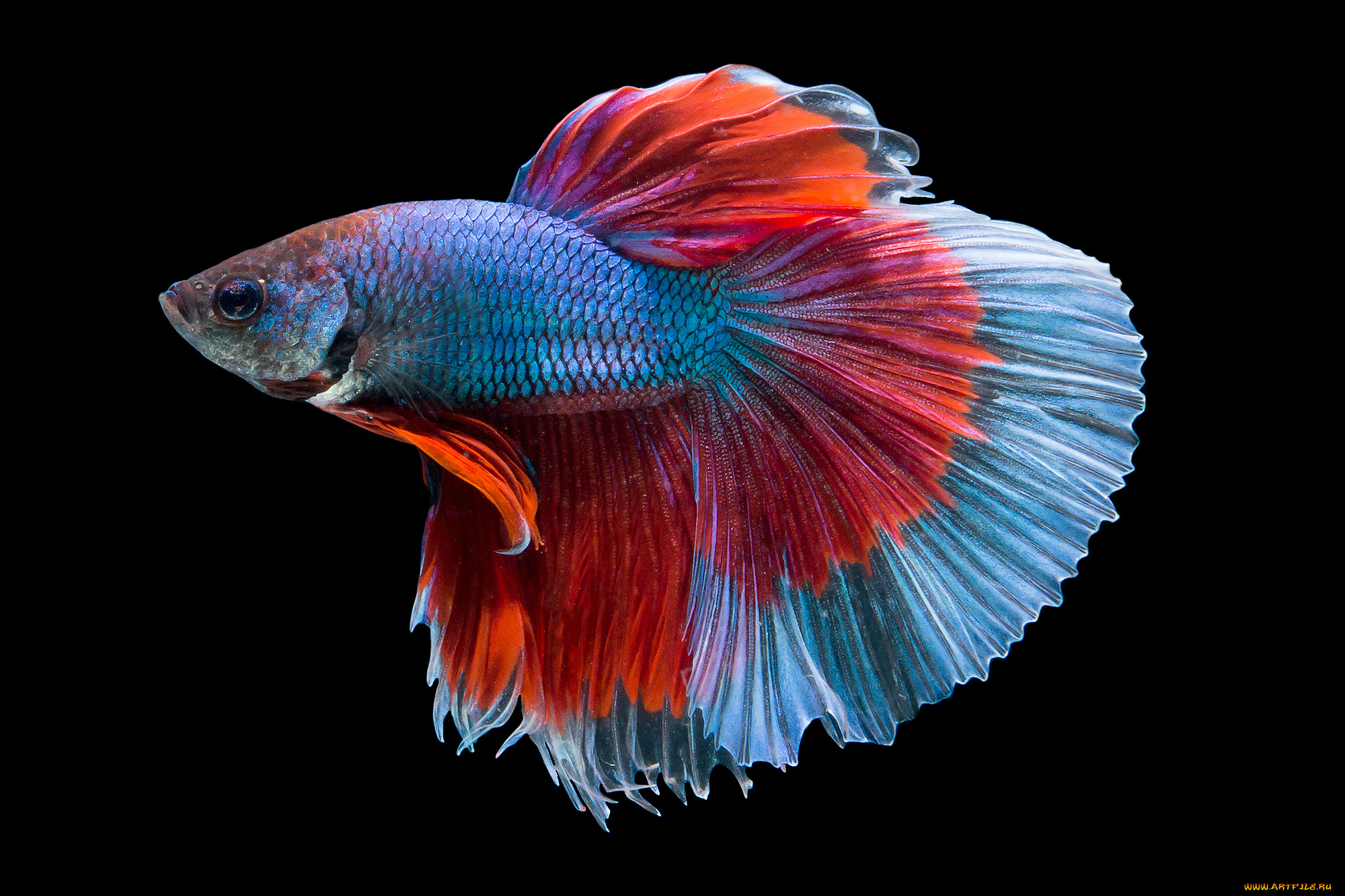 животные, рыбы, рыбка