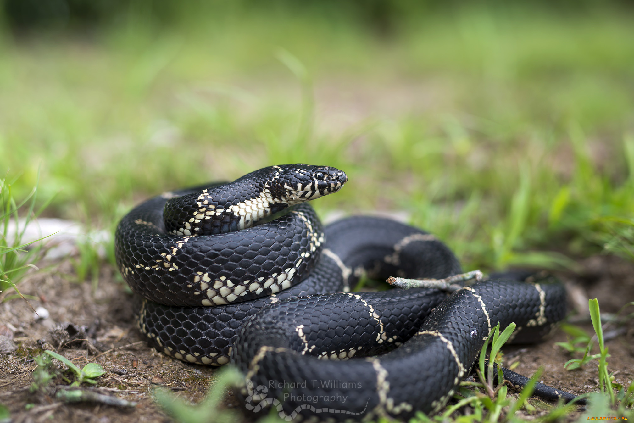 животные, змеи, , питоны, , кобры, змея, ядовитая, окрас
