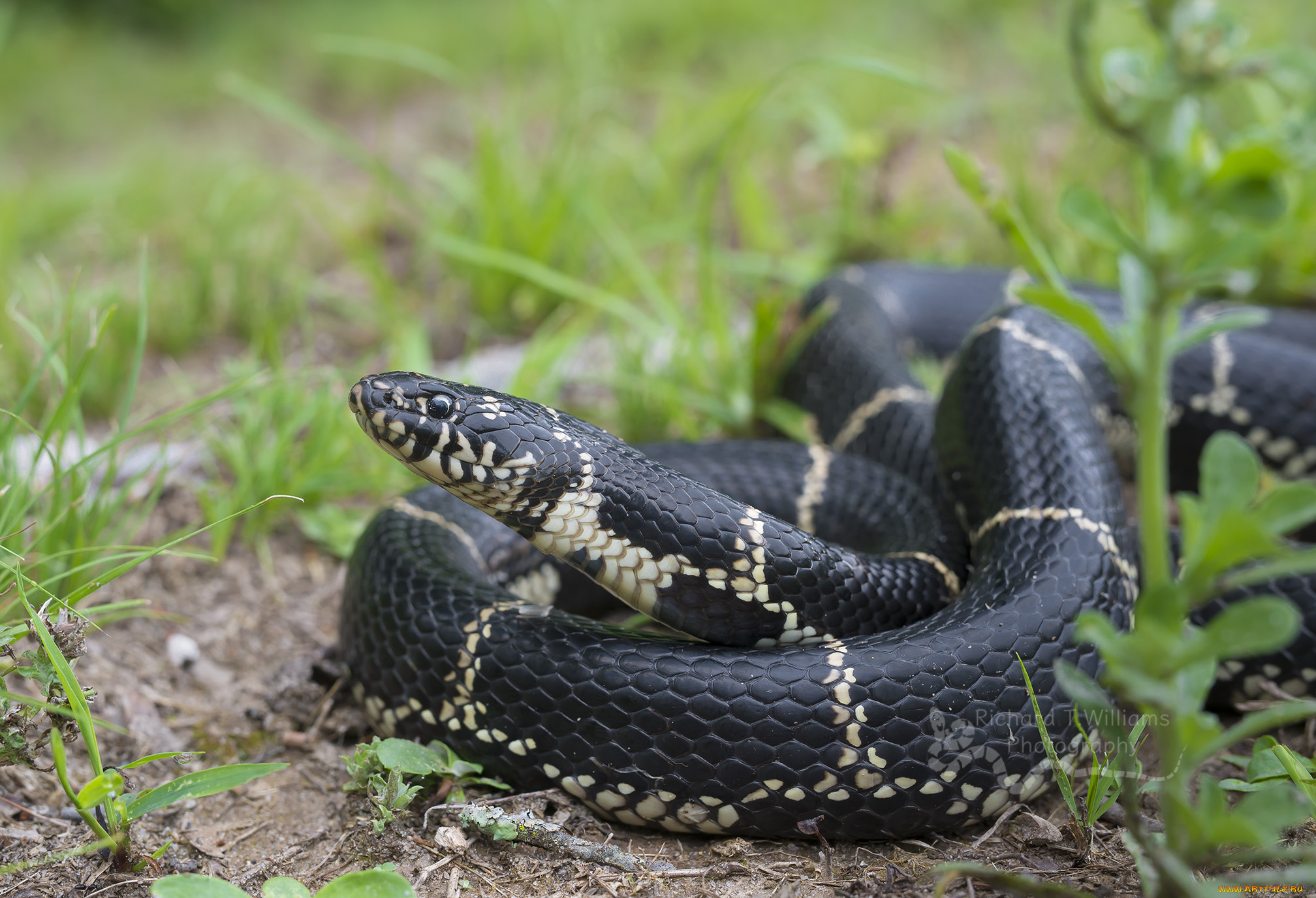 животные, змеи, , питоны, , кобры, окрас, ядовитая, змея
