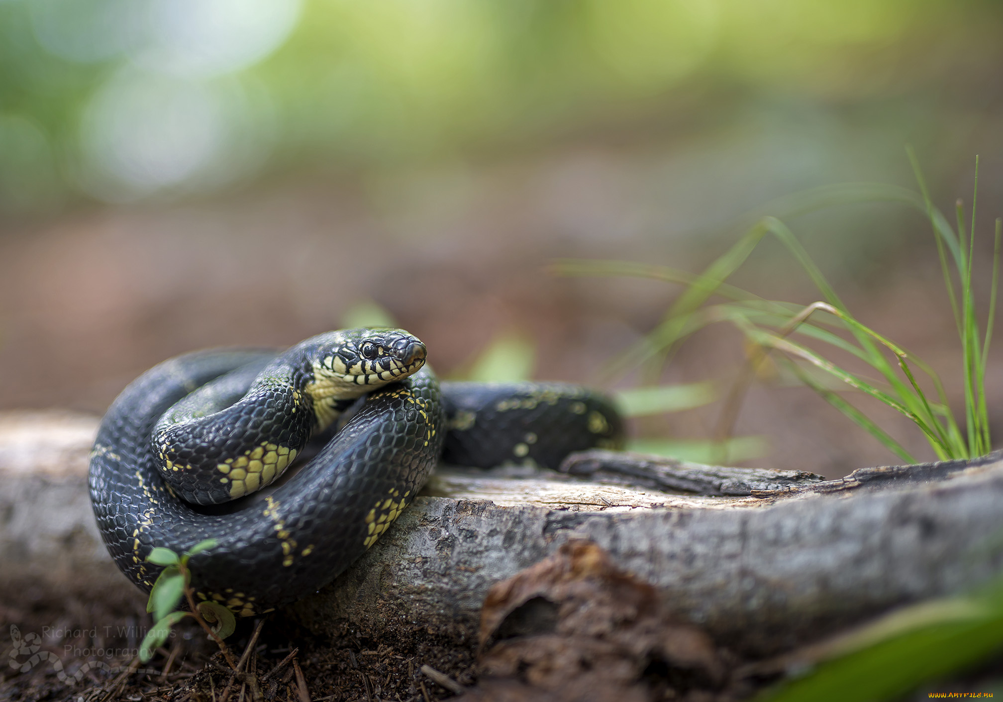 животные, змеи, , питоны, , кобры, фон, макро, опасна, окрас, змея