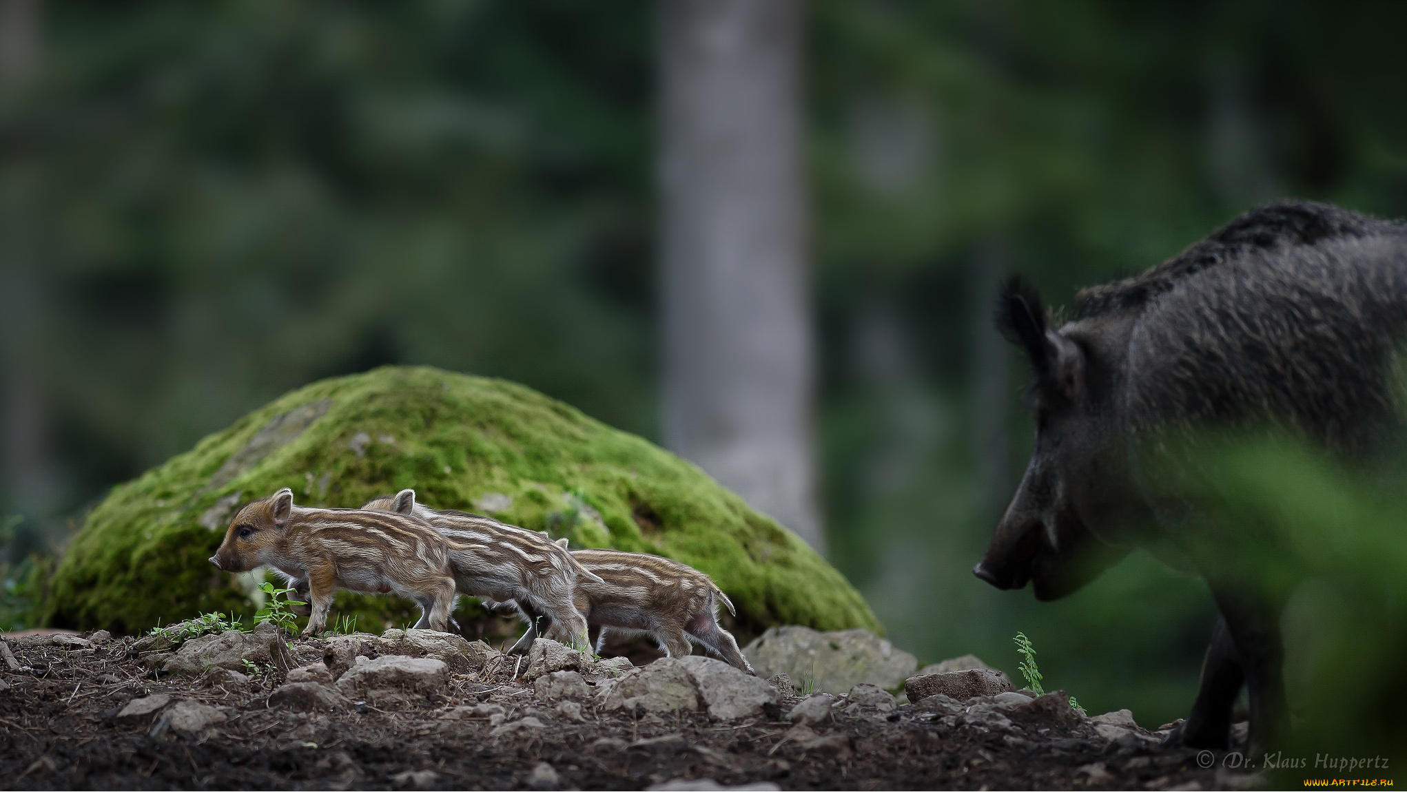 животные, свиньи, , кабаны, окрас, хрюша, милое, животное