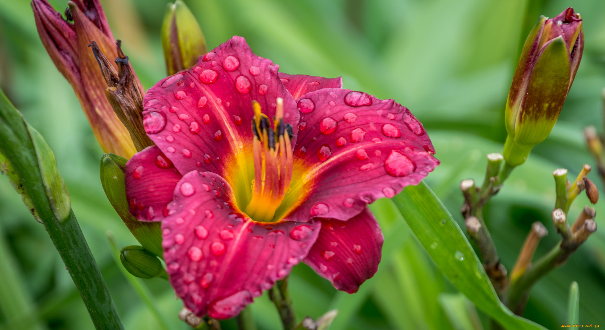 цветы, лилии, , лилейники, petals, bloom, lily, лепестки, цветение