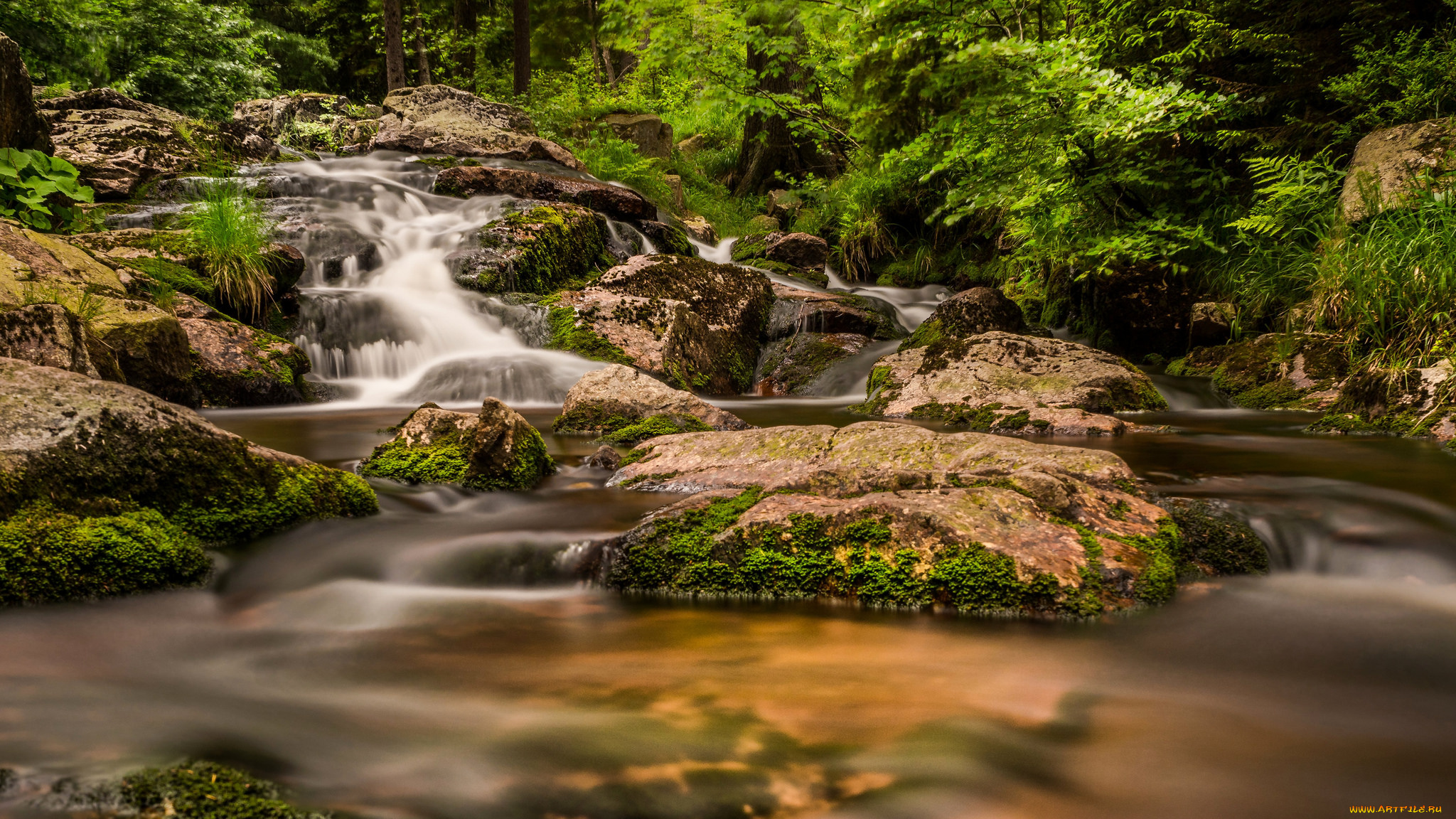 природа, реки, озера, река, лес