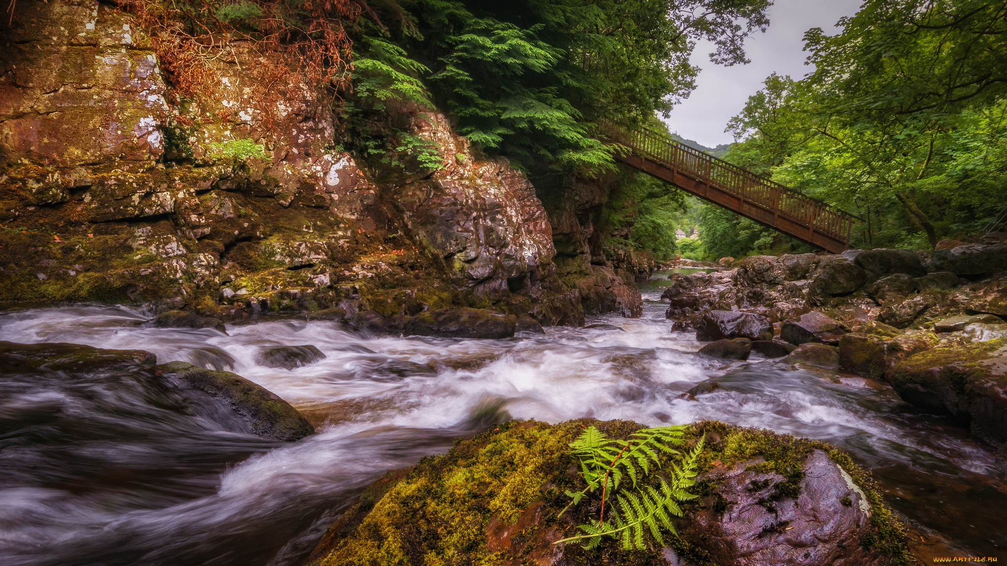 природа, реки, озера, река, лес