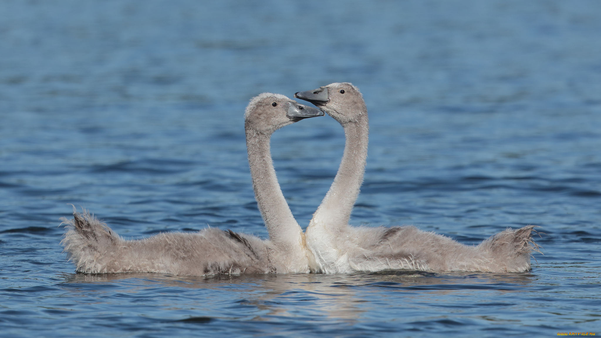 животные, лебеди, красота, вода, пара