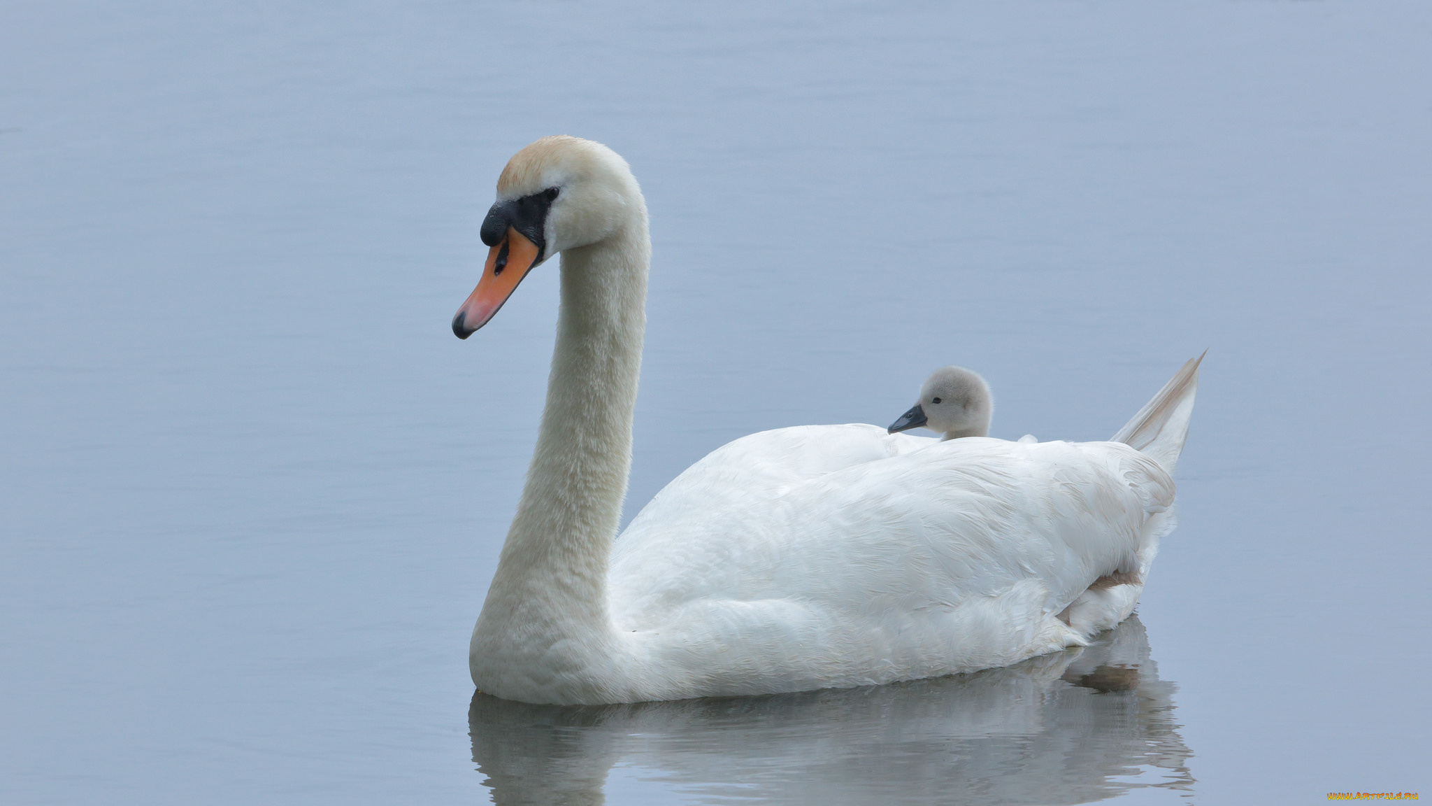 животные, лебеди, птица, перья, окрас, лебедь