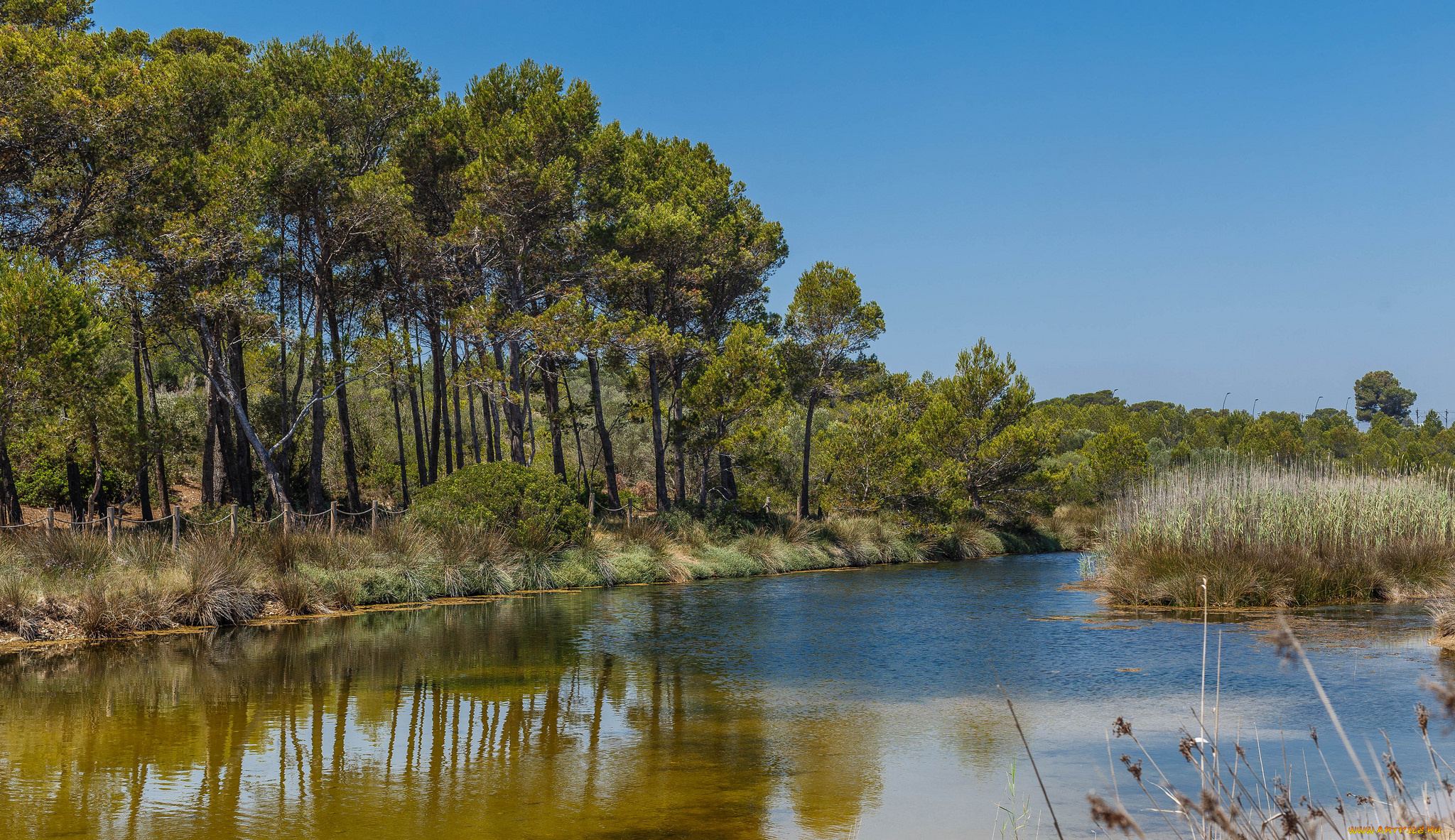 природа, реки, озера, лес, река