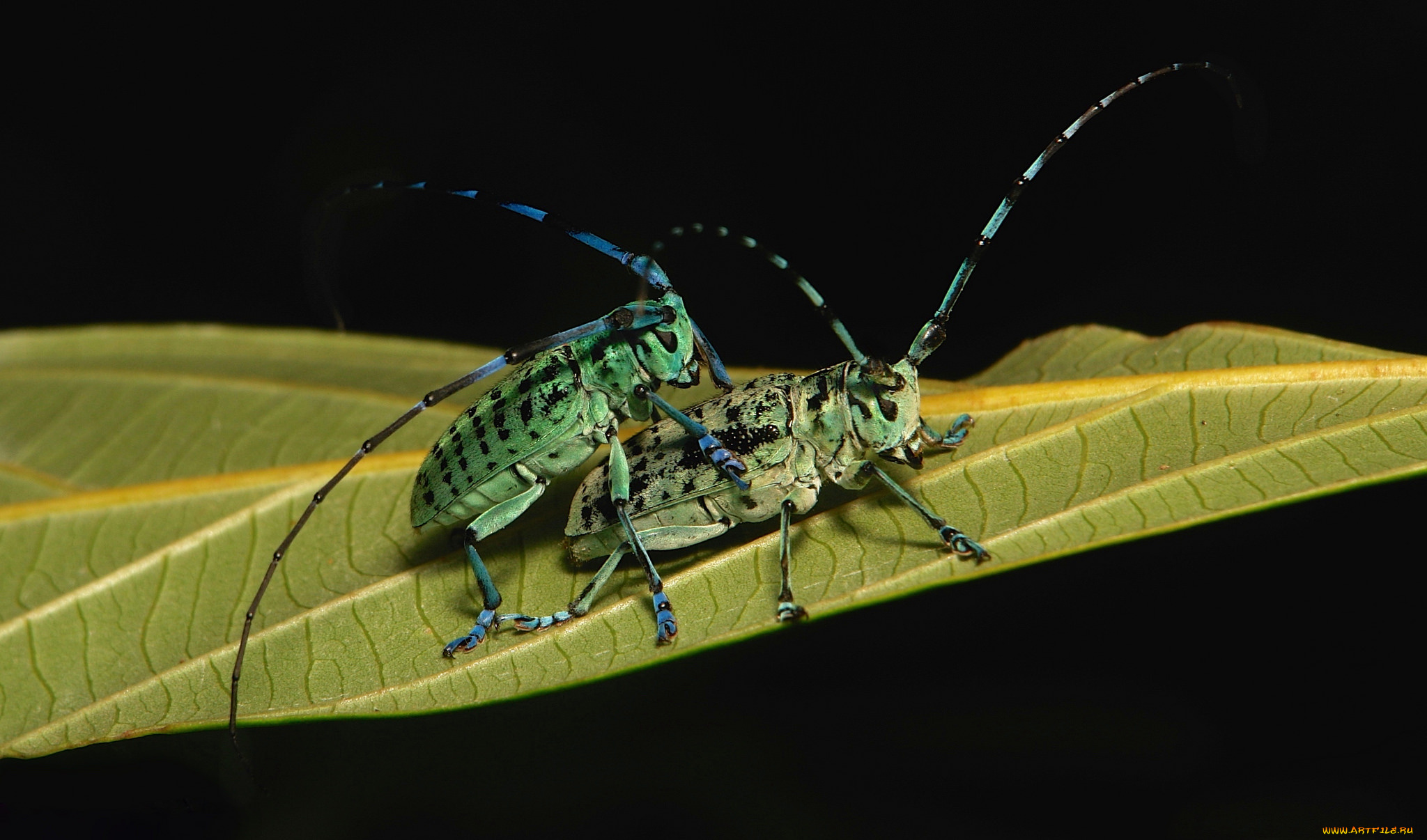животные, насекомые, жуки