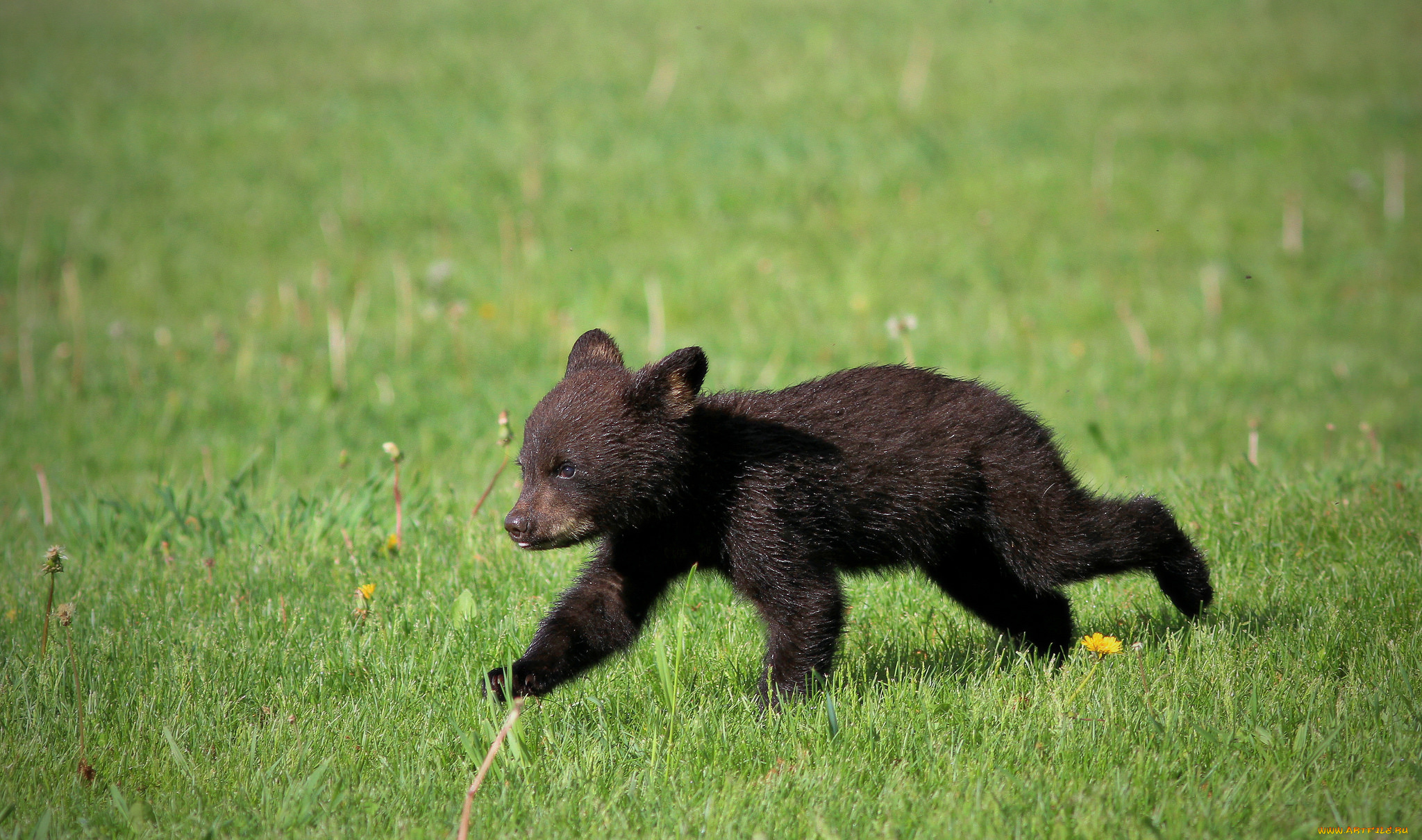 животные, медведи, животное, большой, шерсть, мишка, медведь