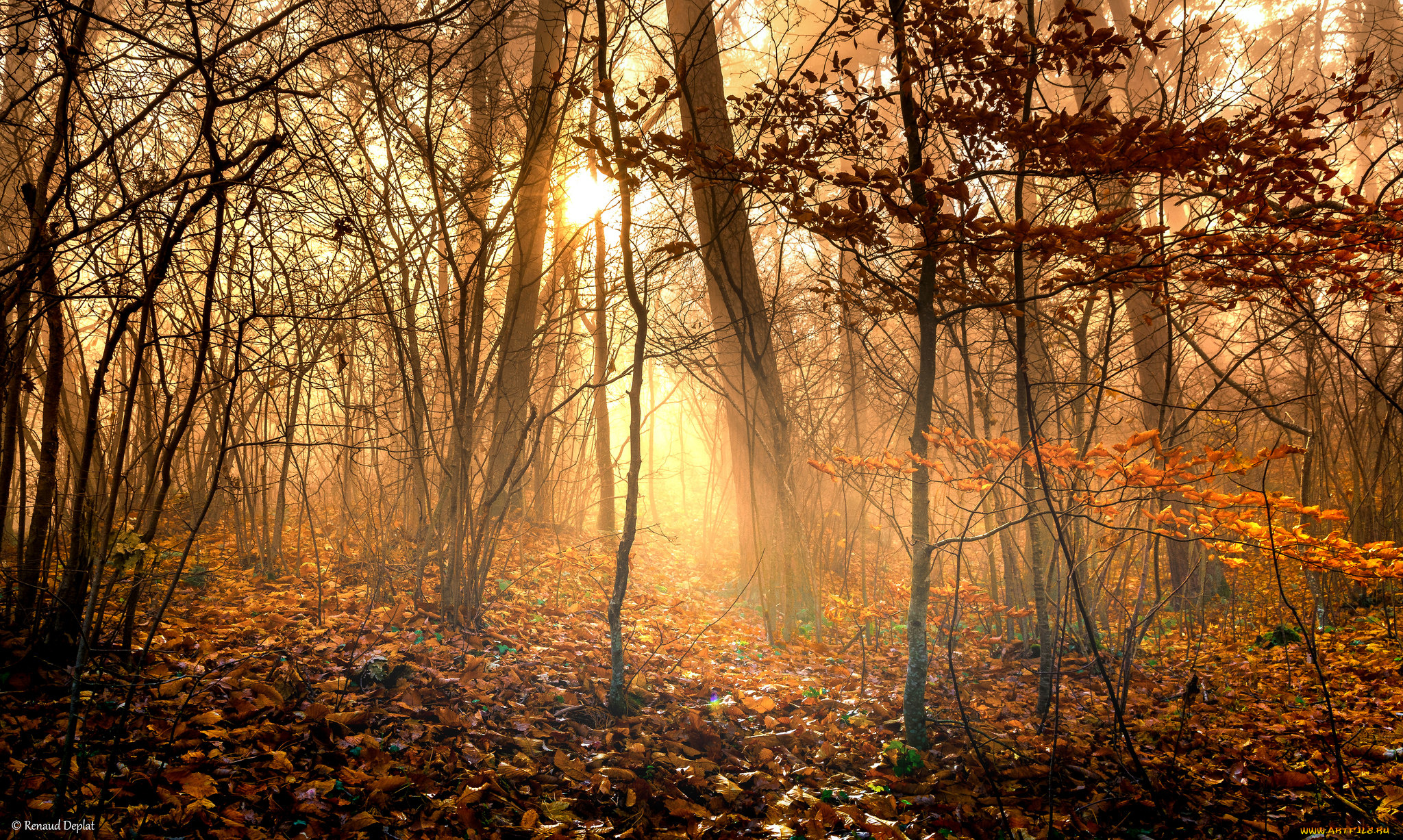 природа, лес, деревья