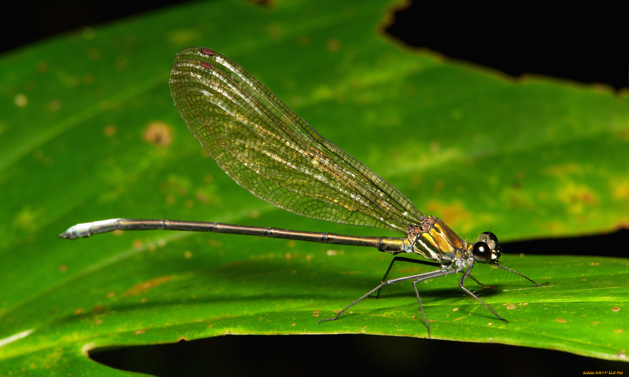 животные, стрекозы, макро