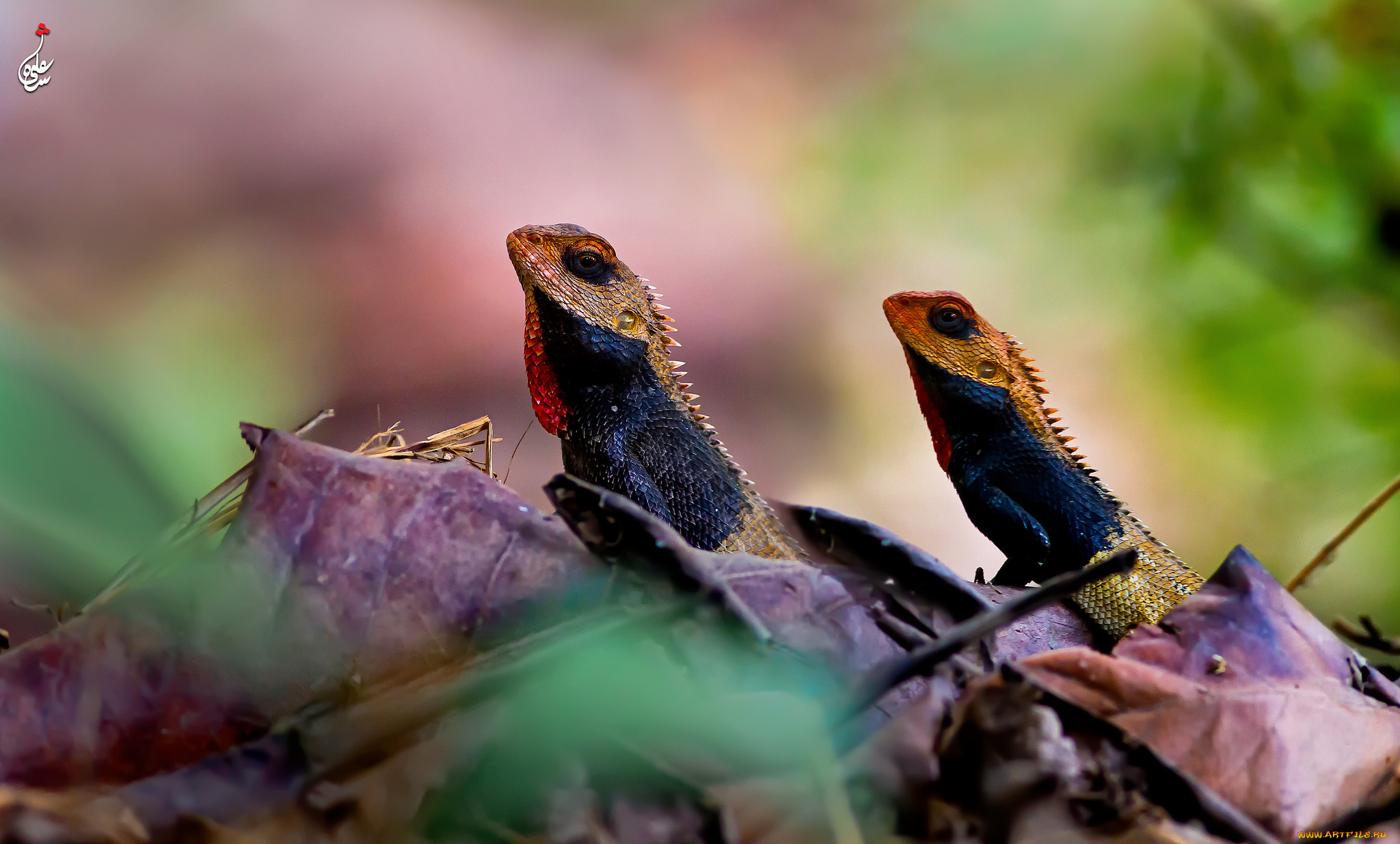 животные, Ящерицы, , игуаны, , вараны, окрас, камень, ящерица