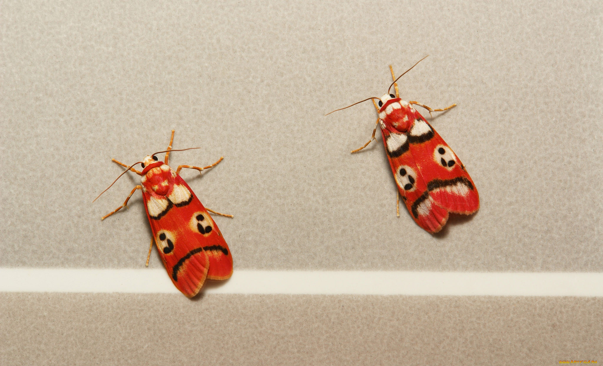 животные, бабочки, , мотыльки, , моли, макро