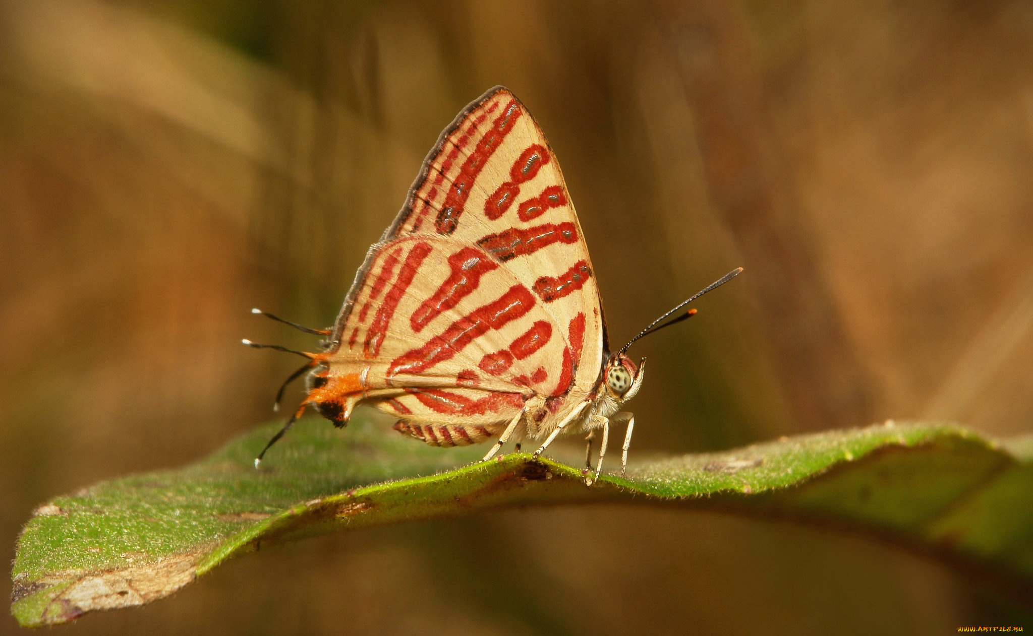 животные, бабочки, , мотыльки, , моли, бабочка