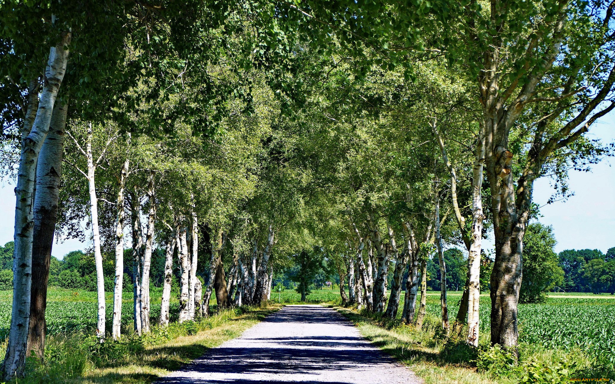 природа, дороги, дорога, аллея, проселочная, березовая