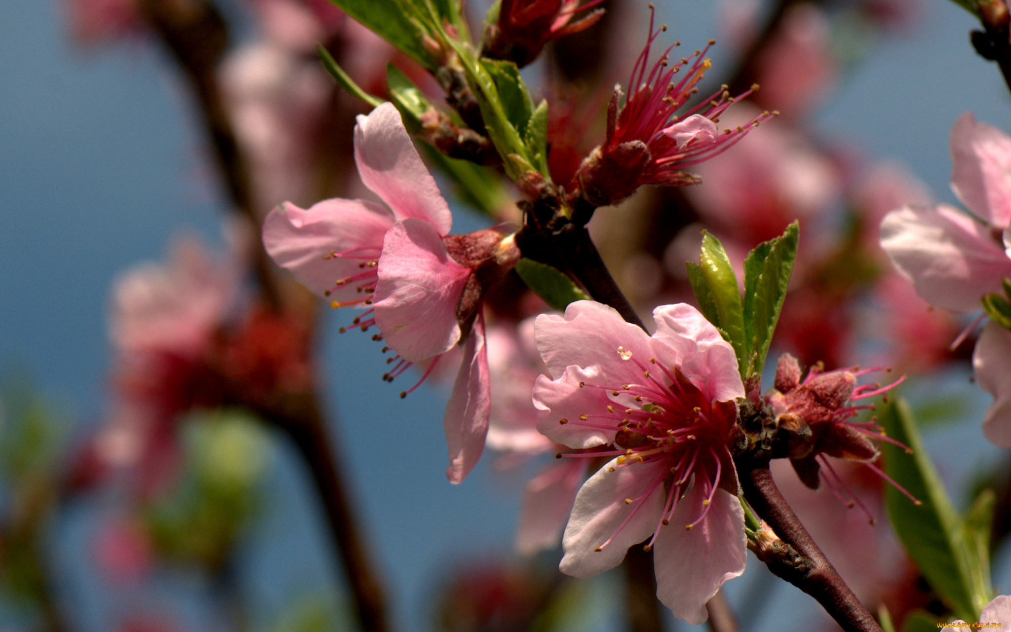 цветы, цветущие, деревья, , , кустарники, листья, ветка, цветущая, веточка, цветки