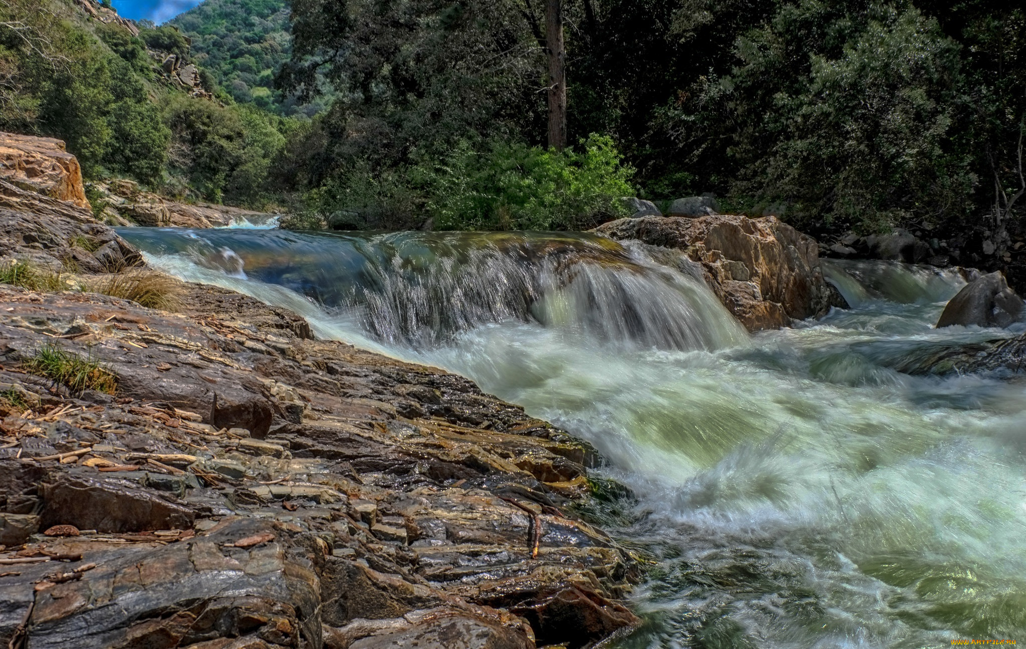 природа, реки, озера, река, лес