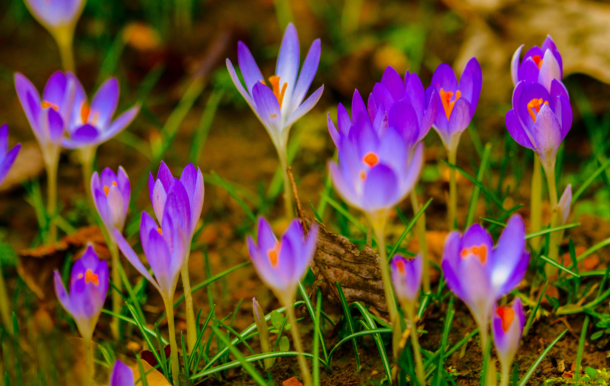 цветы, крокусы, цвет, цветение