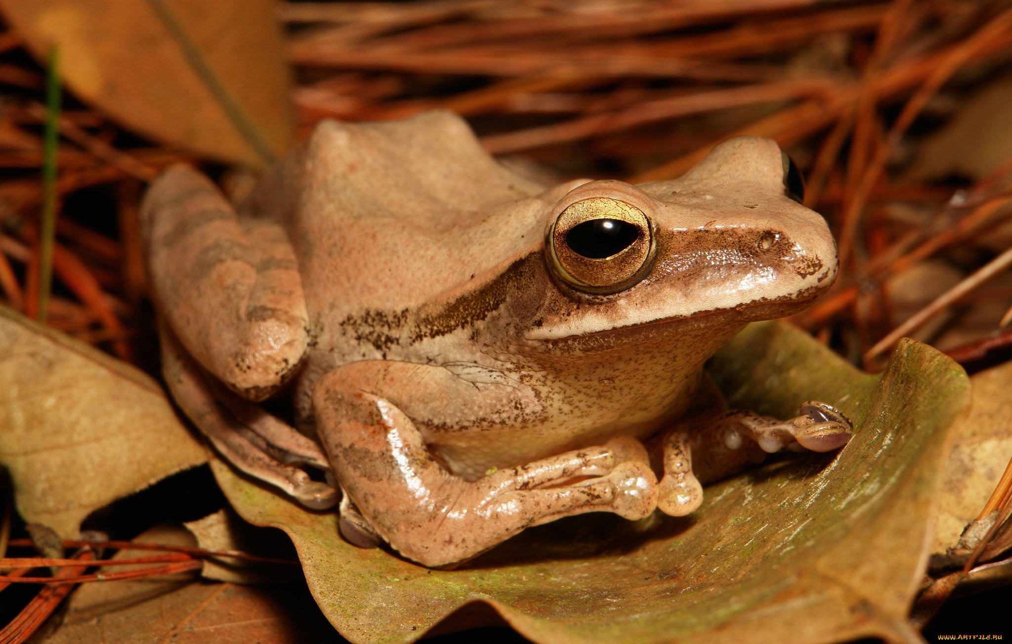 животные, лягушки, лягушка