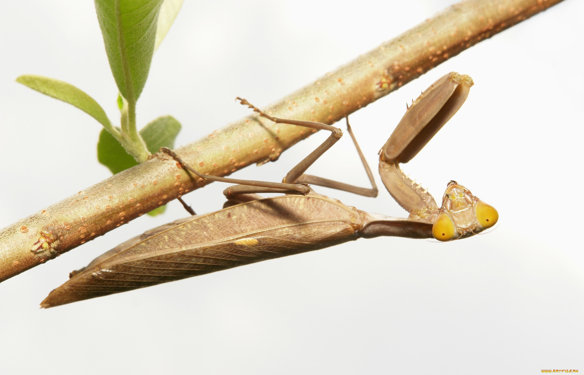 животные, богомолы, богомол