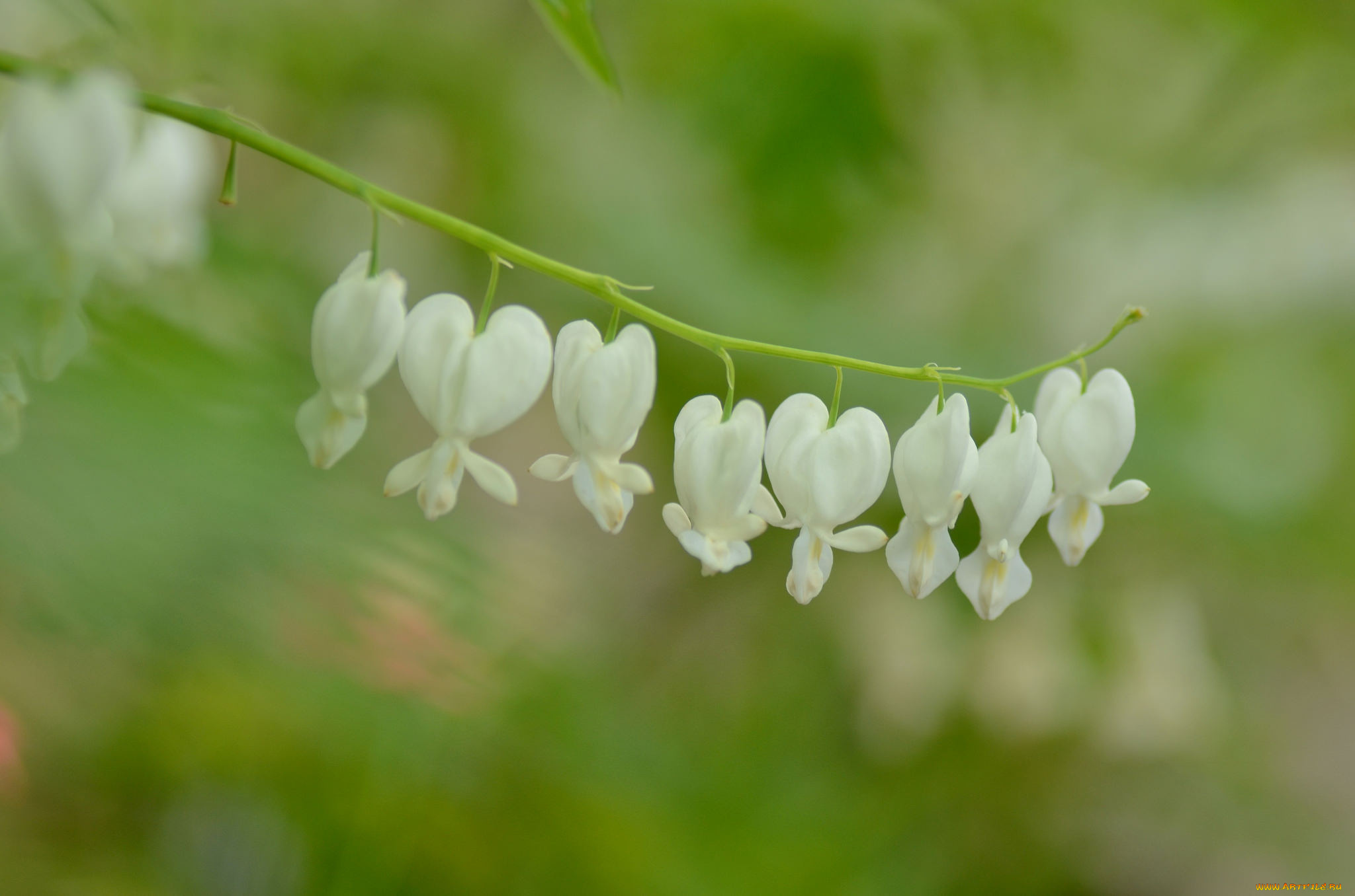 цветы, дицентра, , разбитое, сердце, разбитое, сердце
