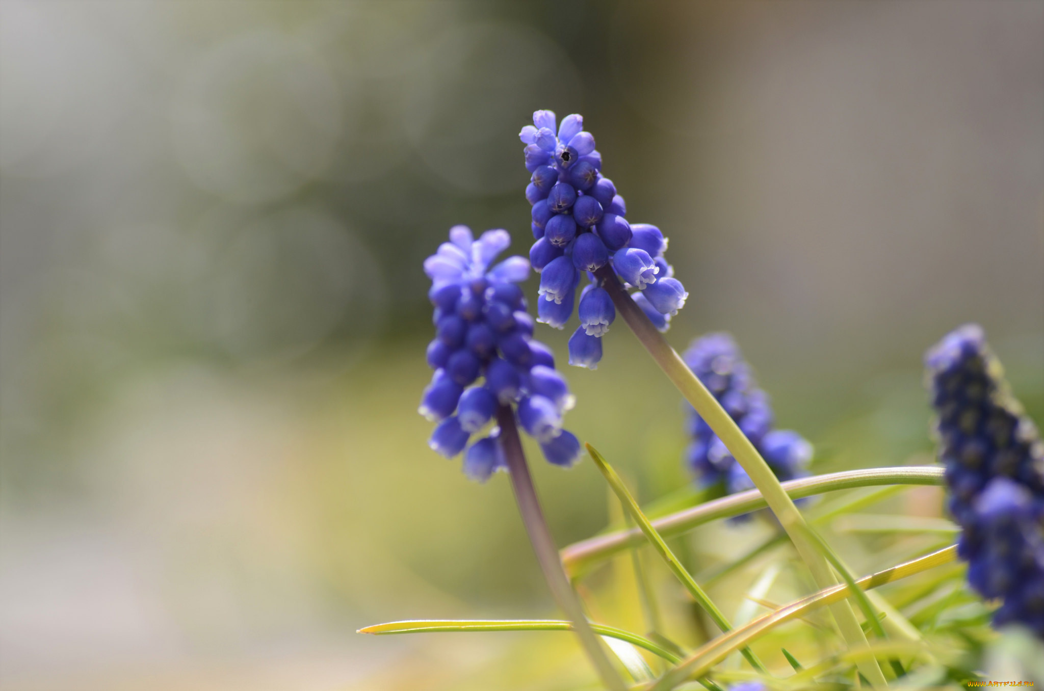 цветы, гиацинты, макро