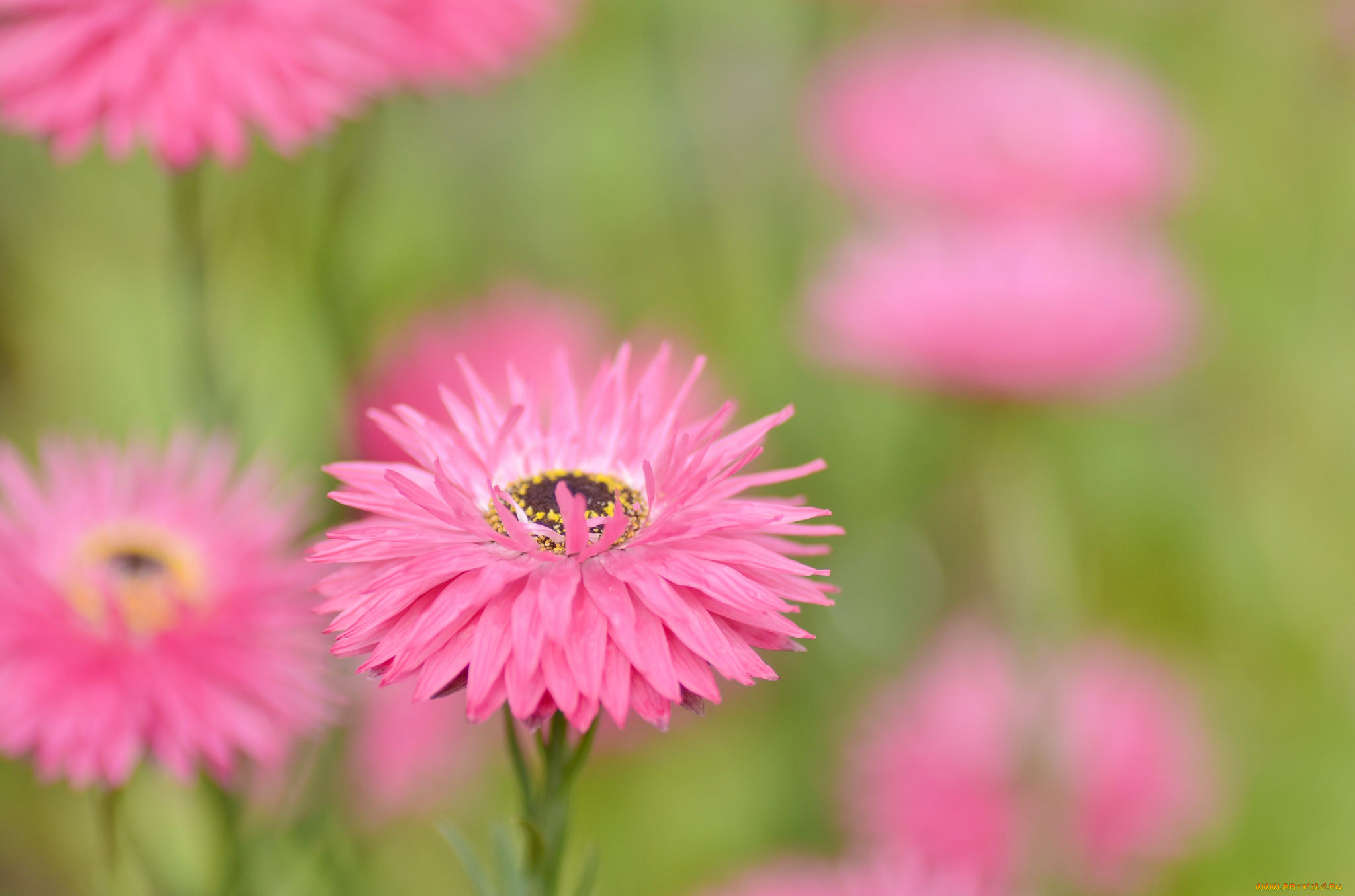 цветы, гвоздики, розовые