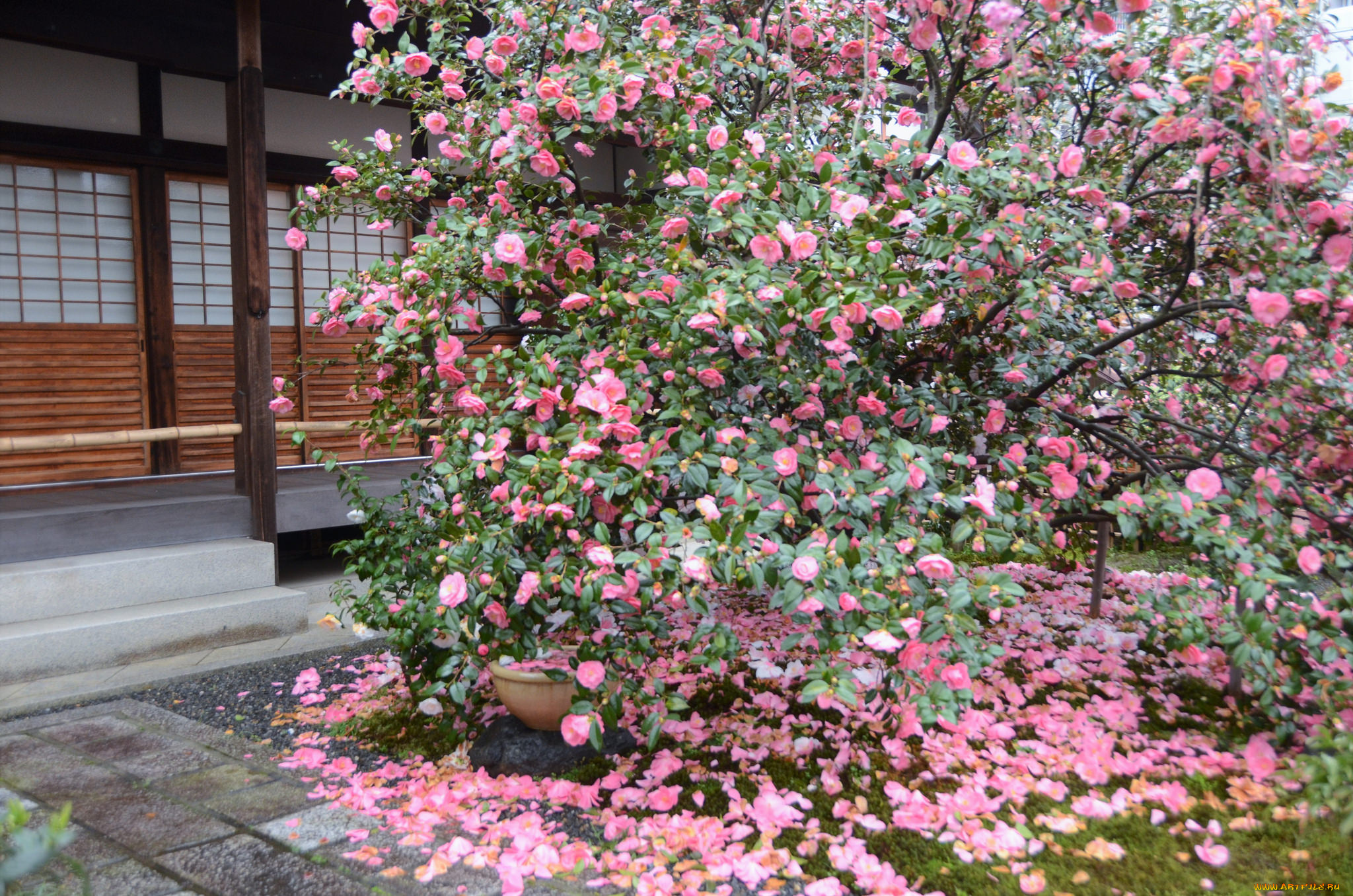 цветы, камелии, куст