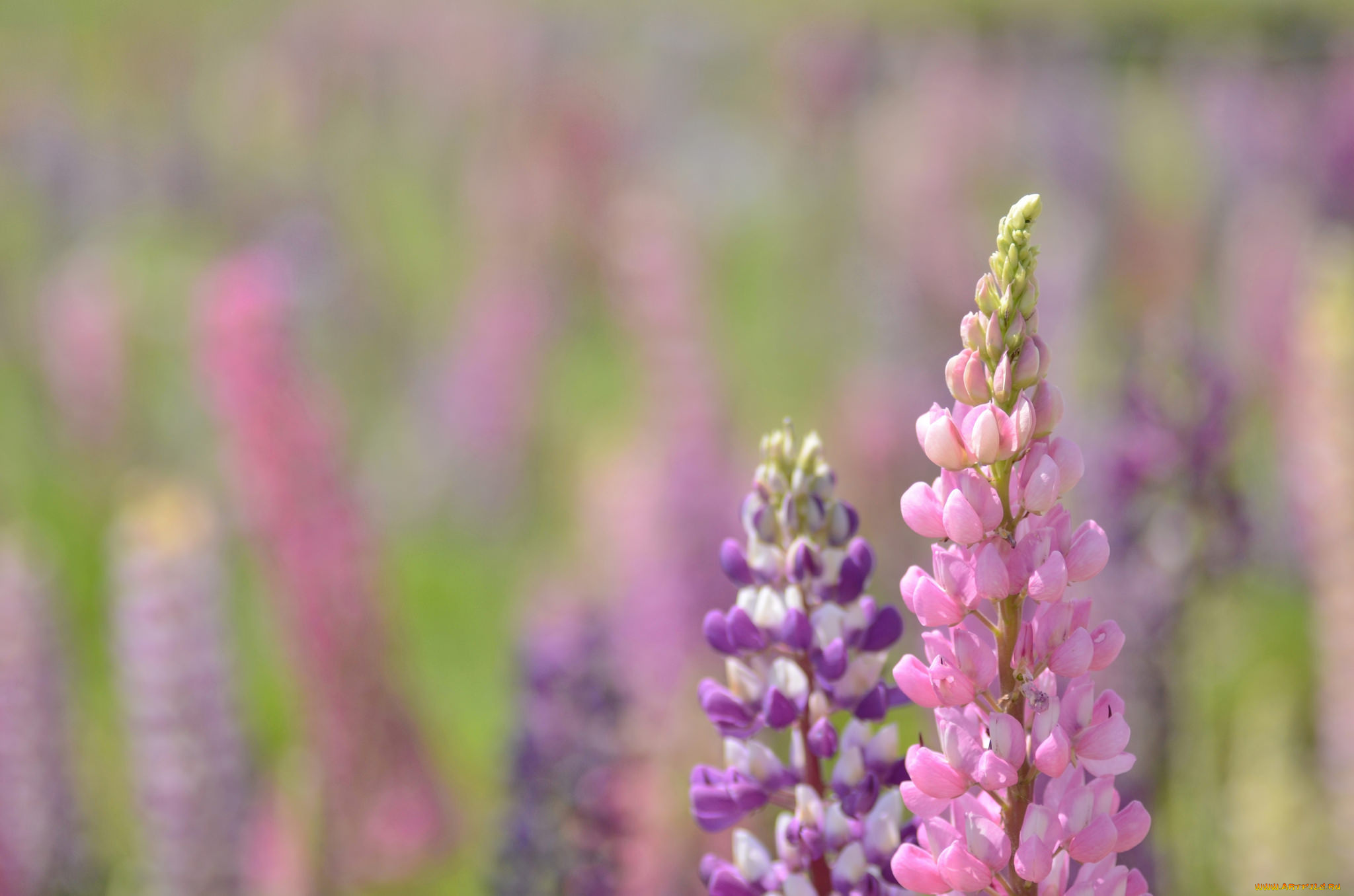 цветы, люпин