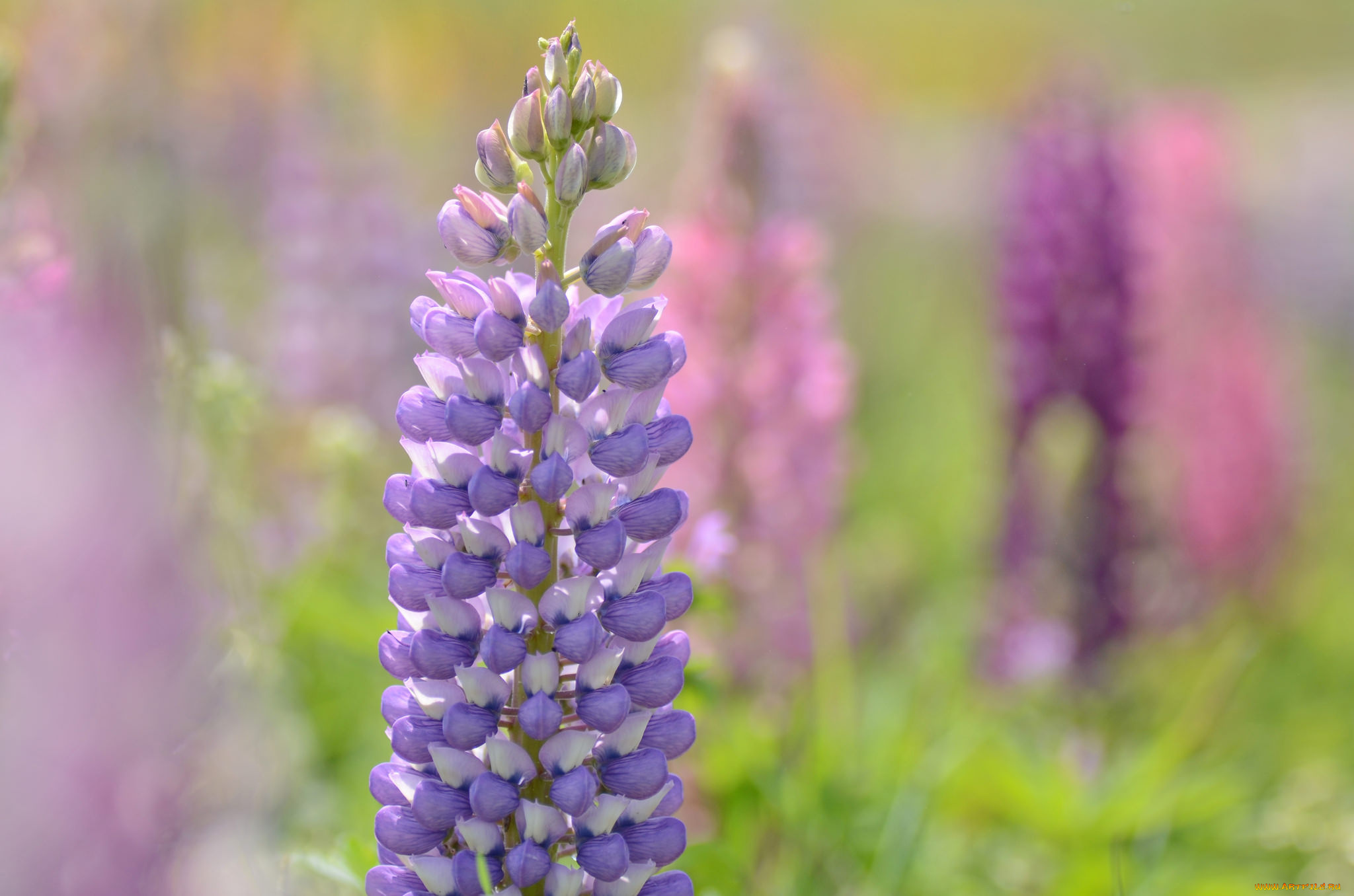 цветы, люпин