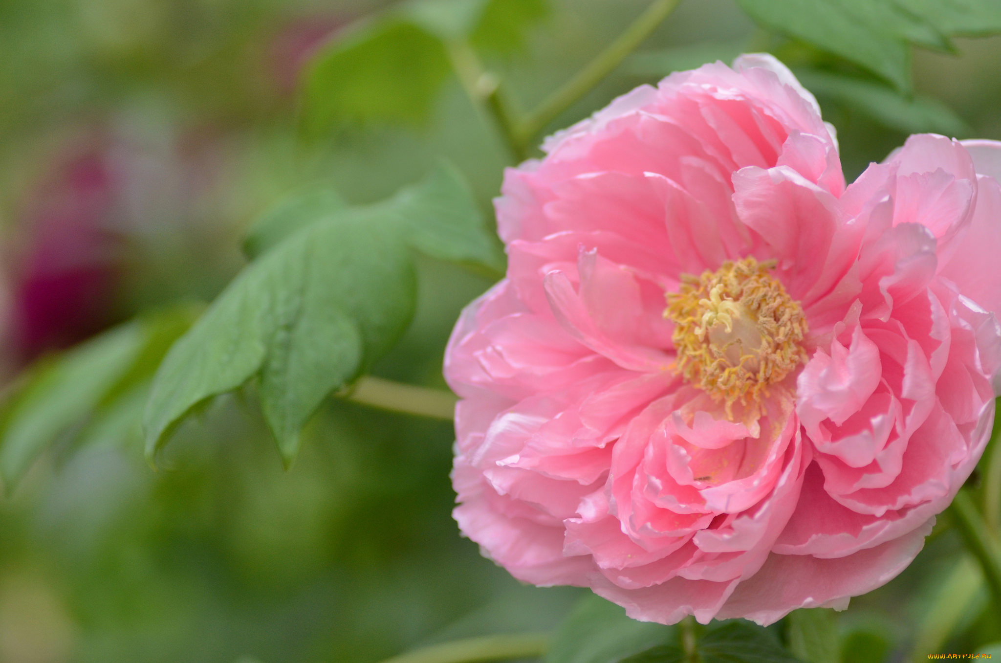 цветы, пионы, розовый