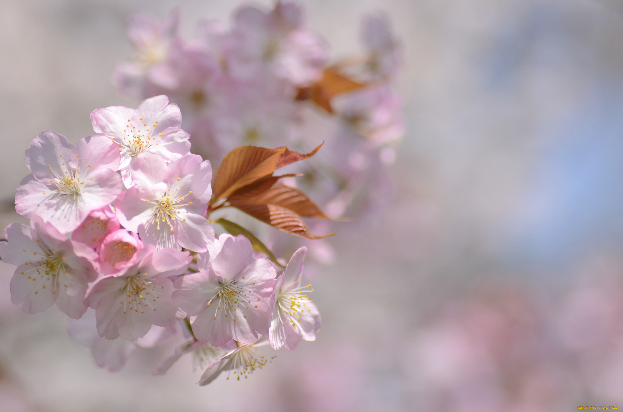 цветы, сакура, , вишня, нежнось