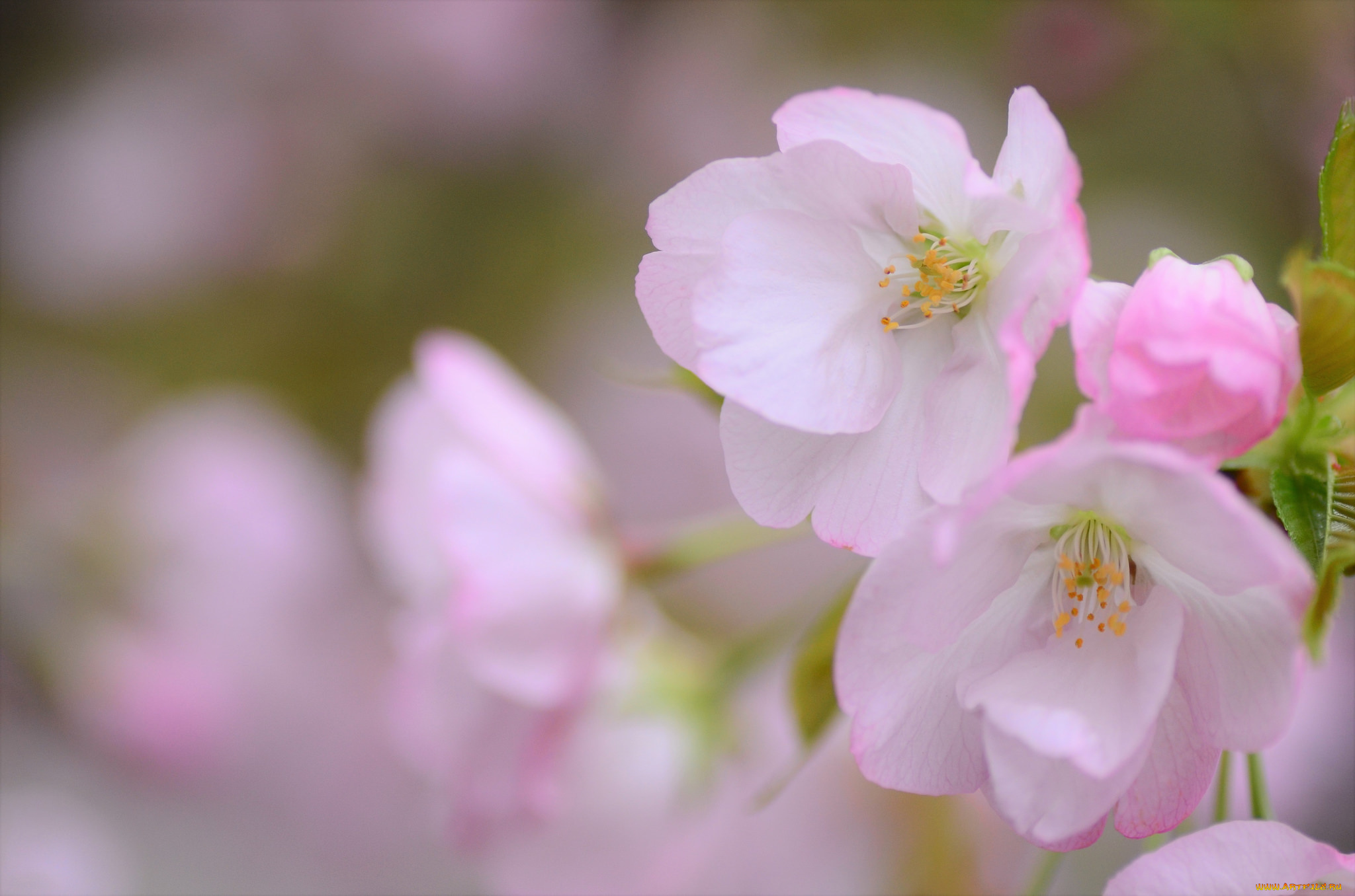 цветы, сакура, , вишня, нежность