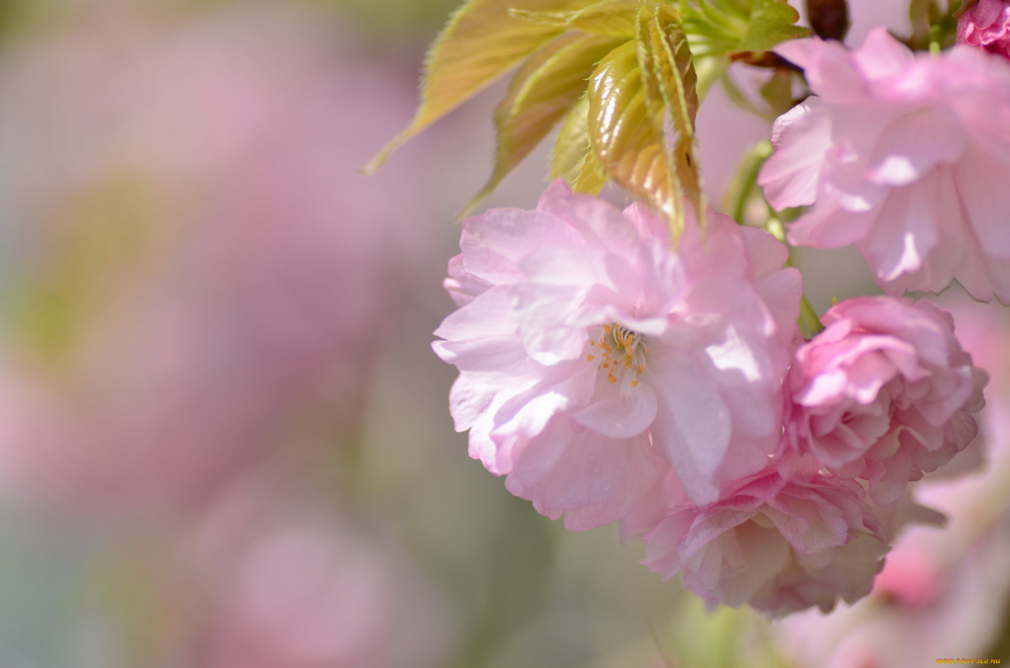 цветы, сакура, , вишня, нежность