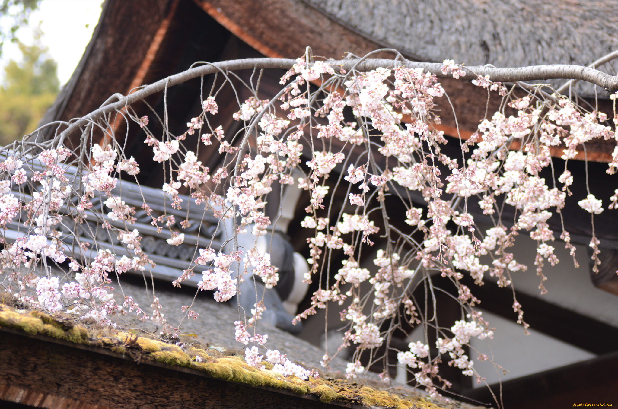 цветы, сакура, , вишня, нежность