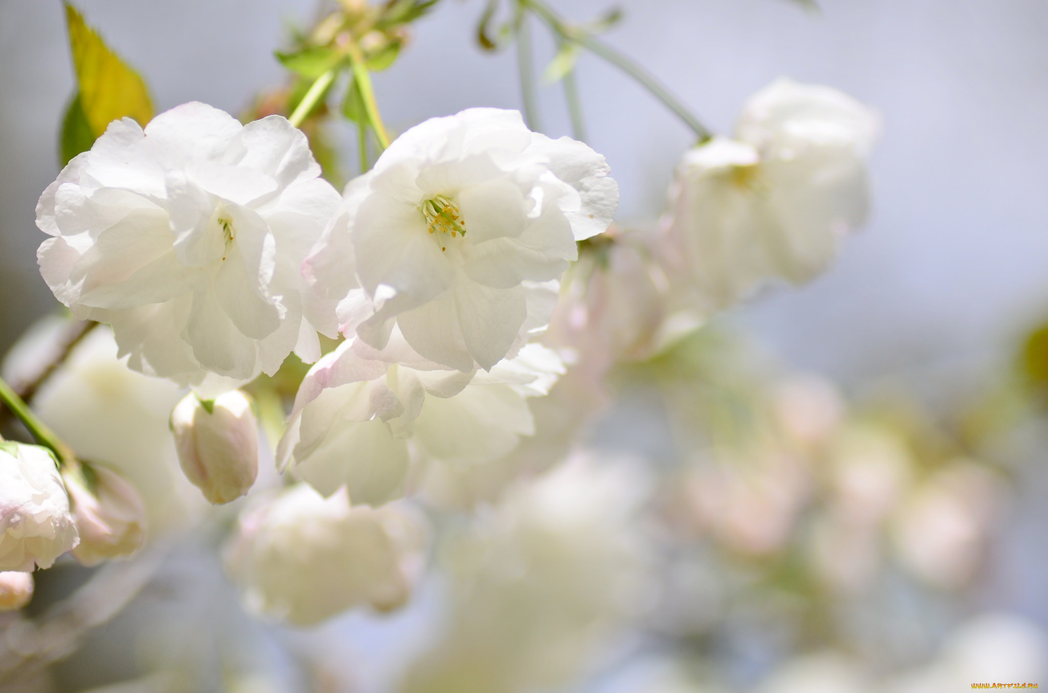 цветы, сакура, , вишня, нежность