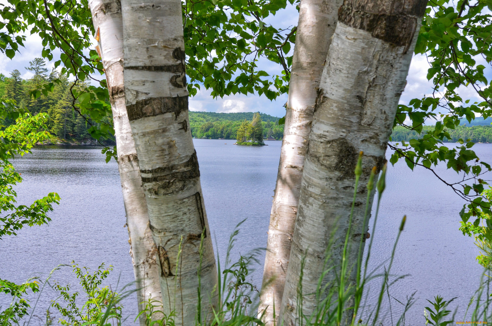 природа, реки, озера, река, лес