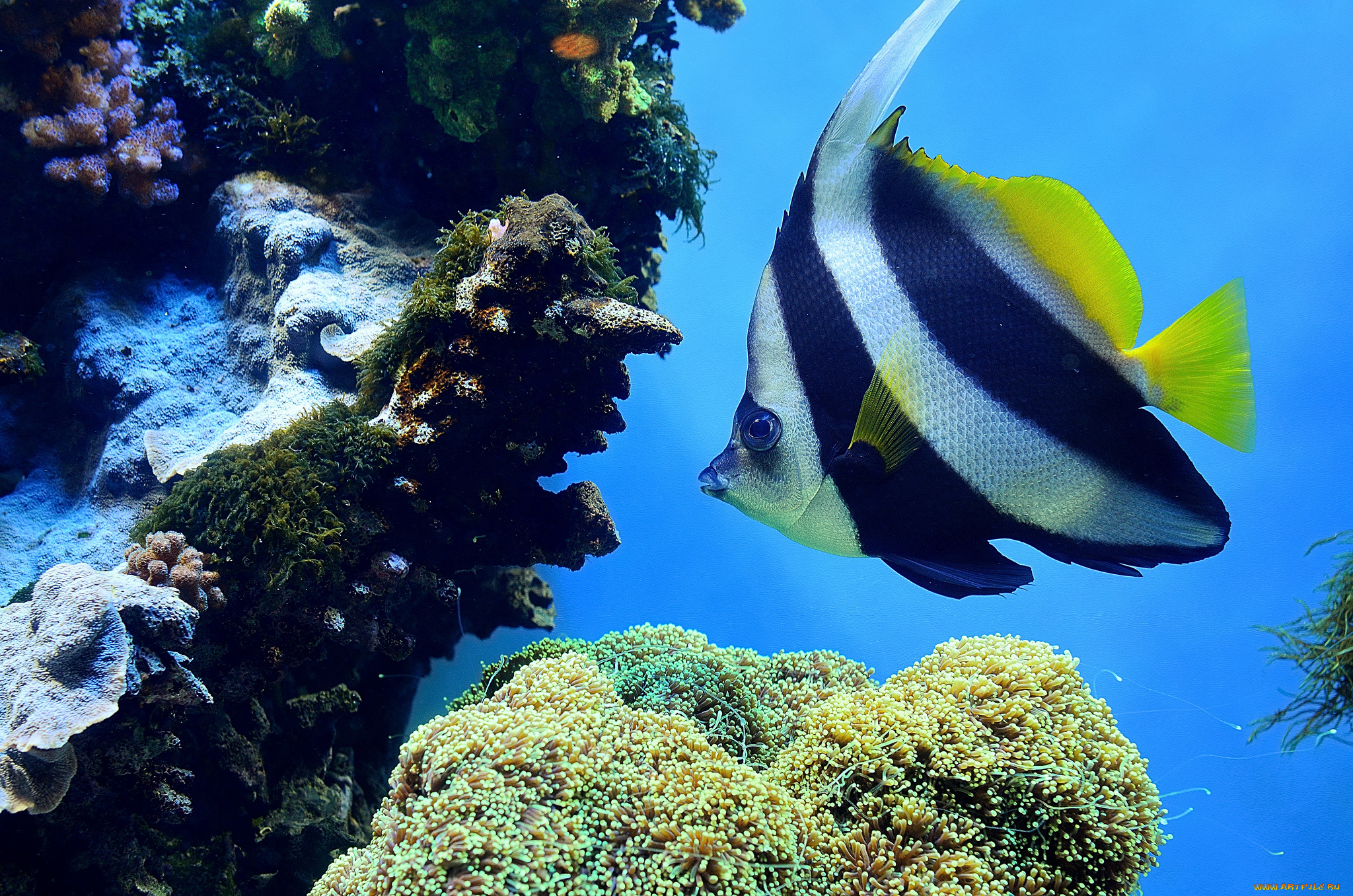 животные, рыбы, рыбка