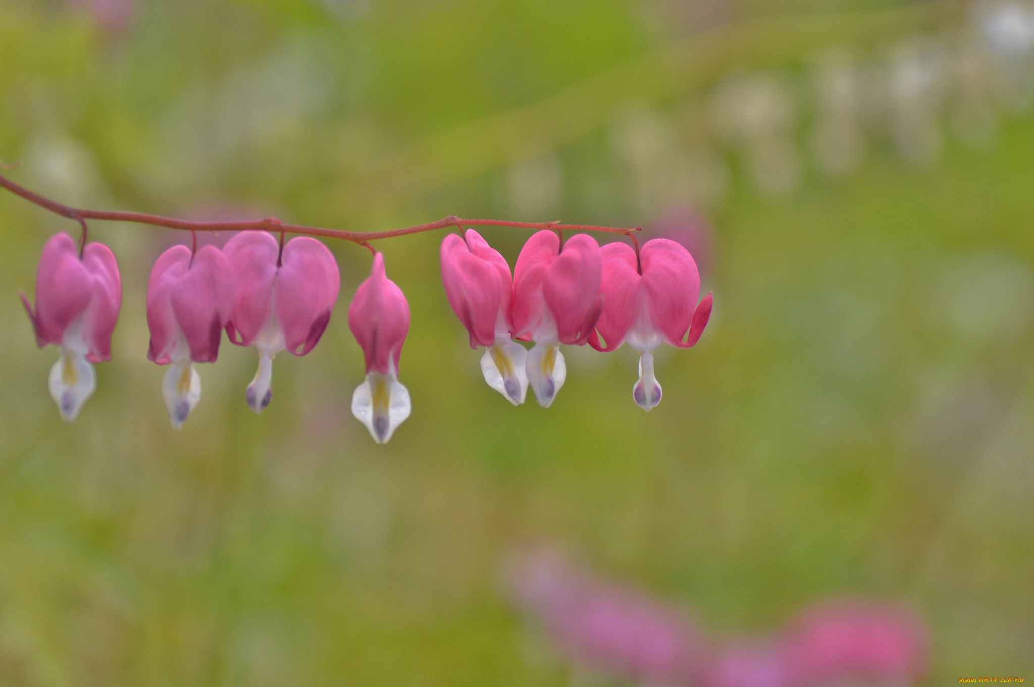цветы, дицентра, , разбитое, сердце, разбитое, сердце
