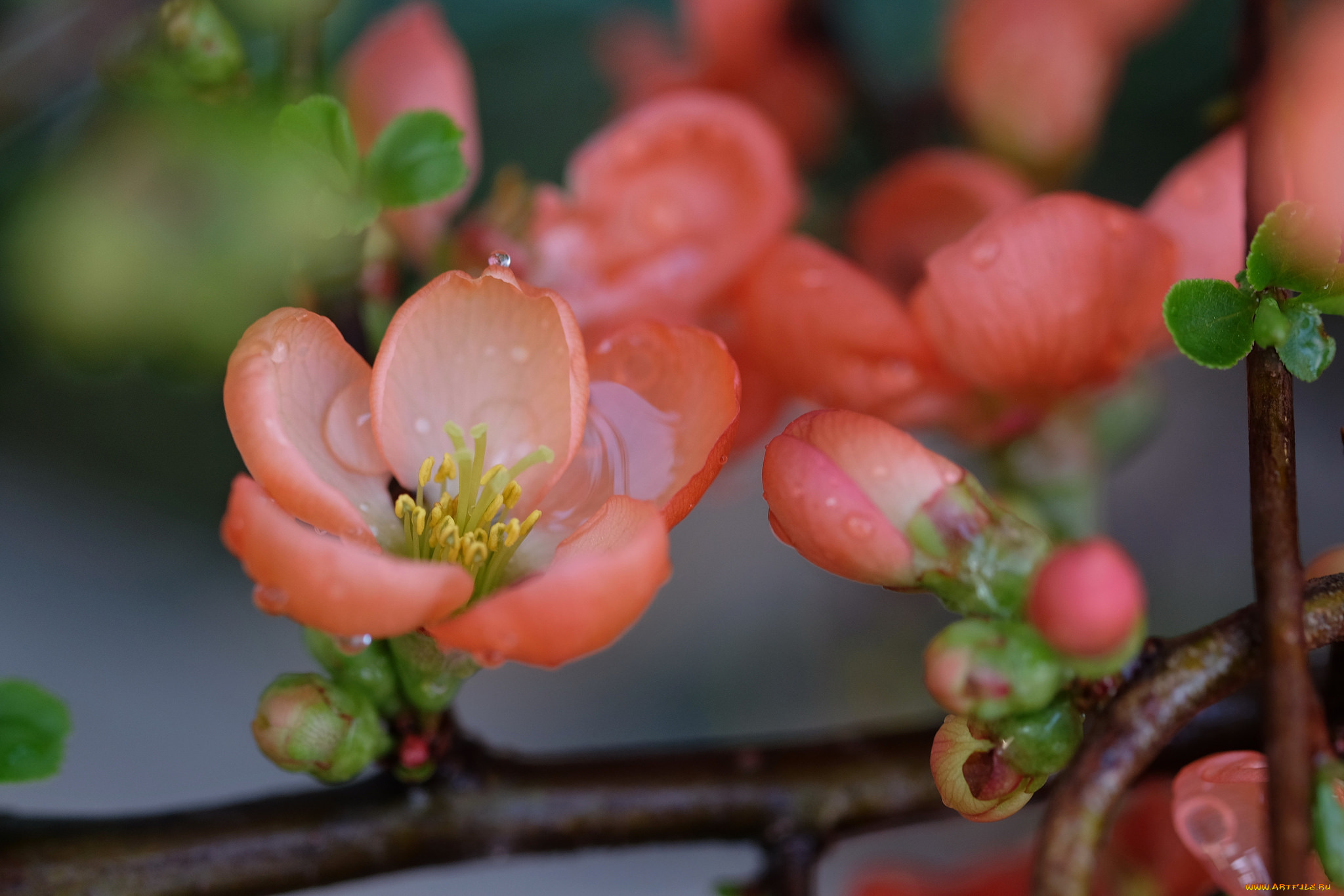 цветы, цветущие, деревья, , , кустарники, цветущая, веточка, цветки, ветка, листья