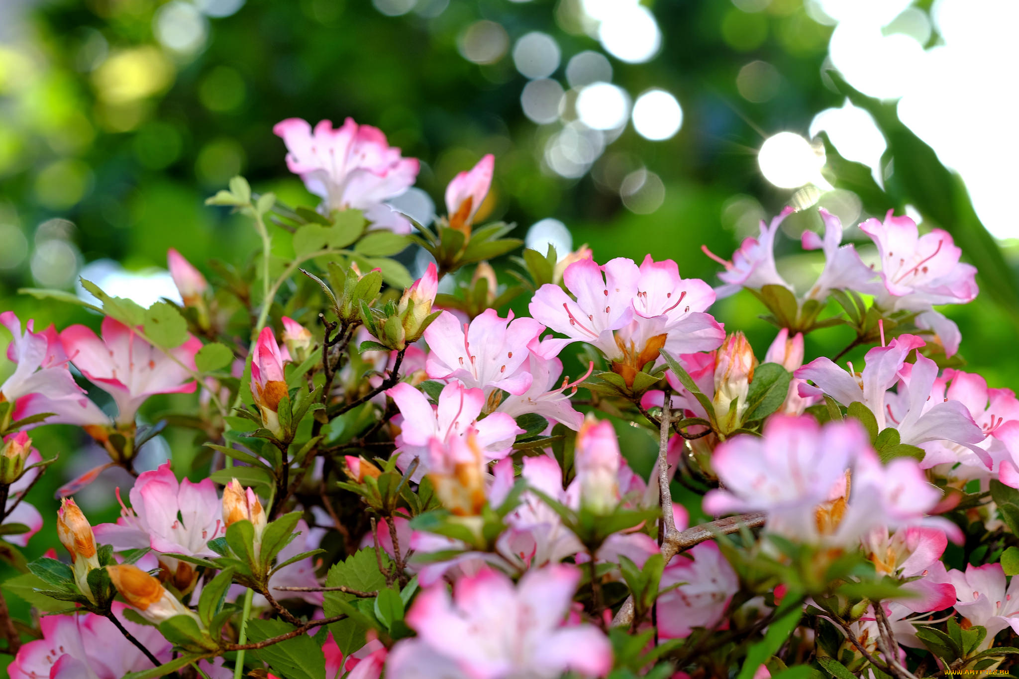 цветы, цветущие, деревья, , , кустарники, листья, цветки, цветение, куст