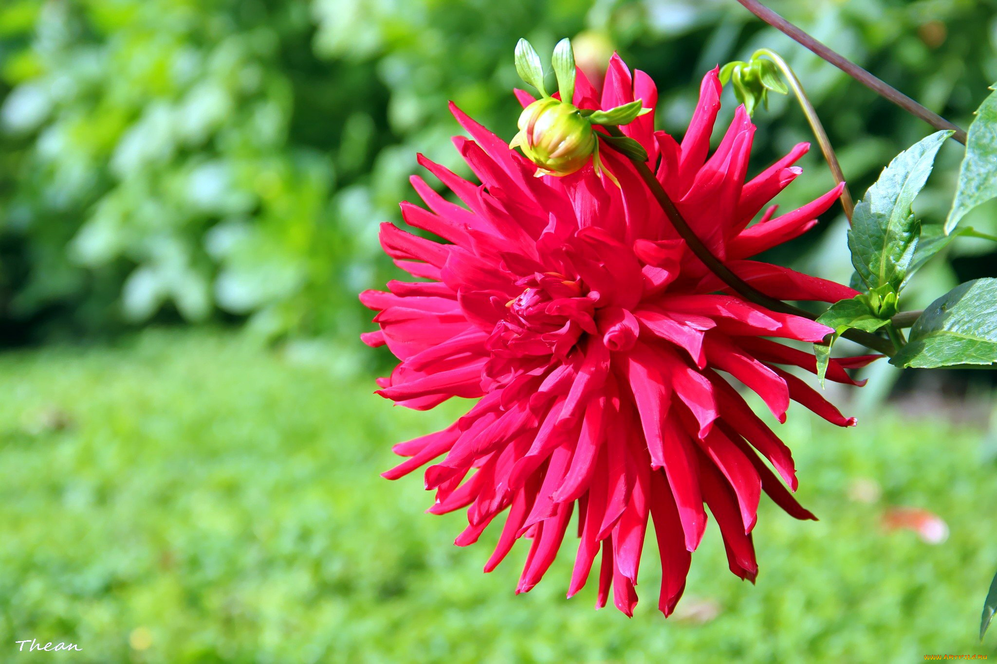 цветы, георгины, красный