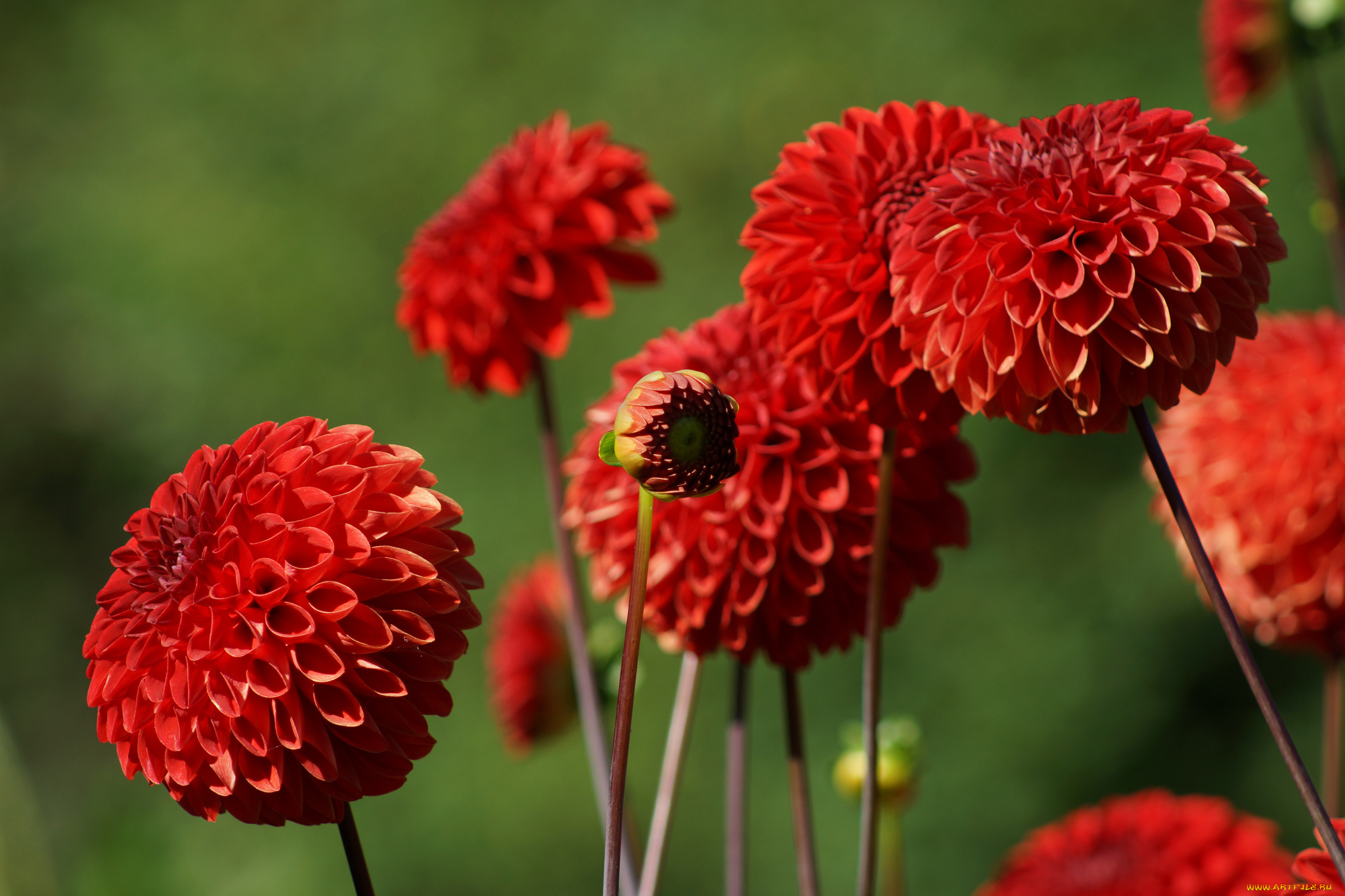 цветы, георгины, лепестки, цветение, розовый, георгин