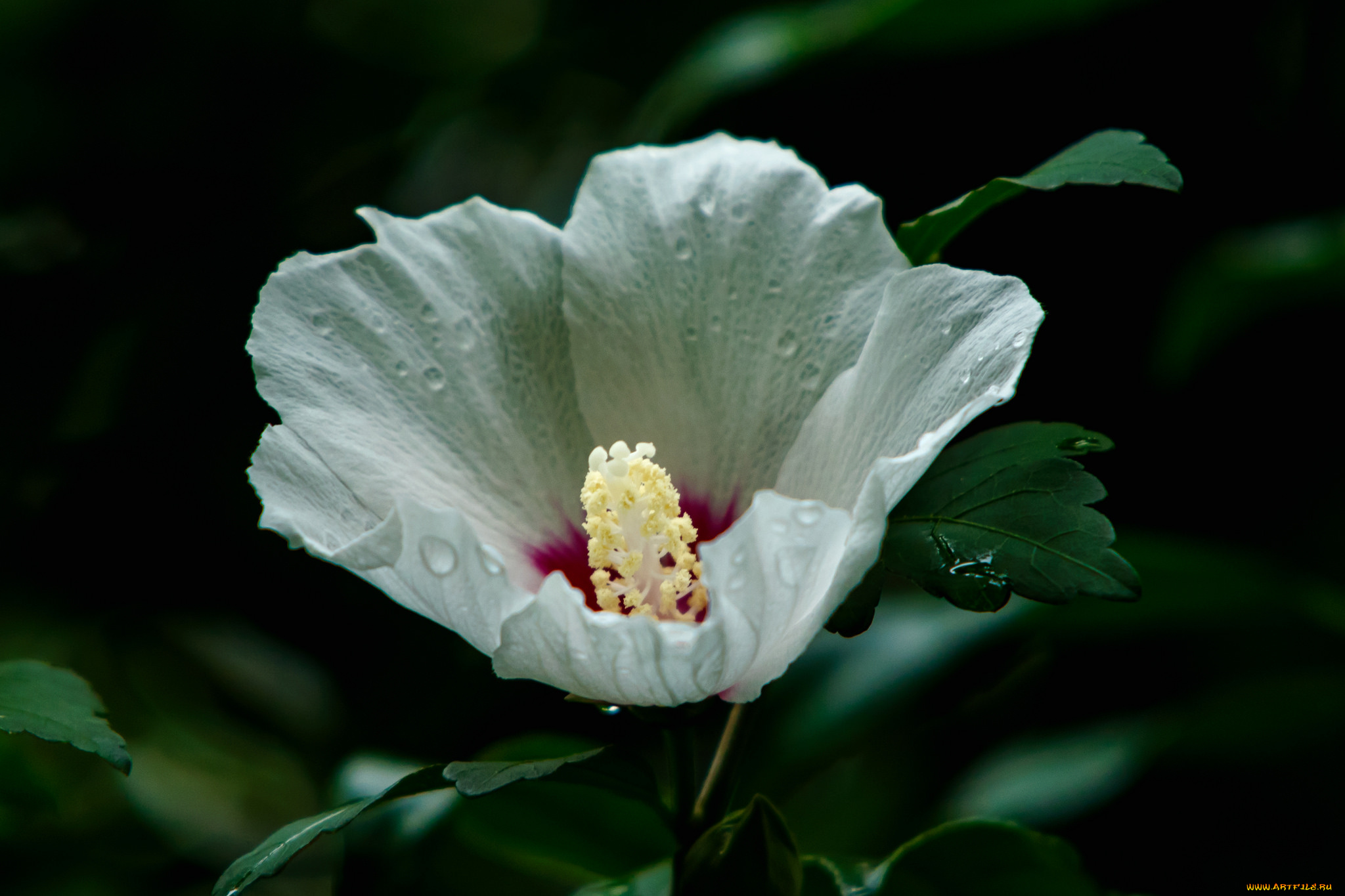 цветы, гибискусы, цветение, ярко, листики, гибискус, лепестки, тычинки