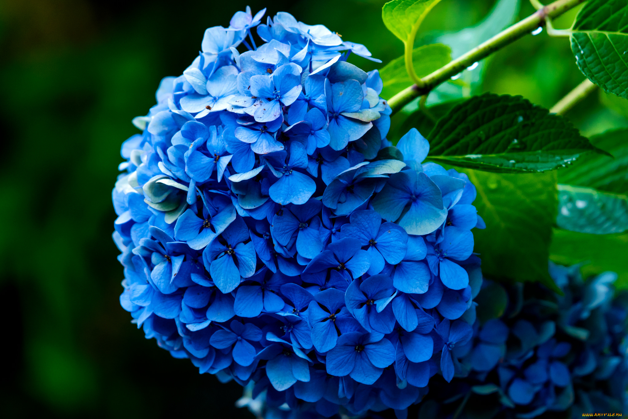 цветы, гортензия, splendor, petals, flowers, blue, hydrangea, пышность, лепестки, цветки, голубая