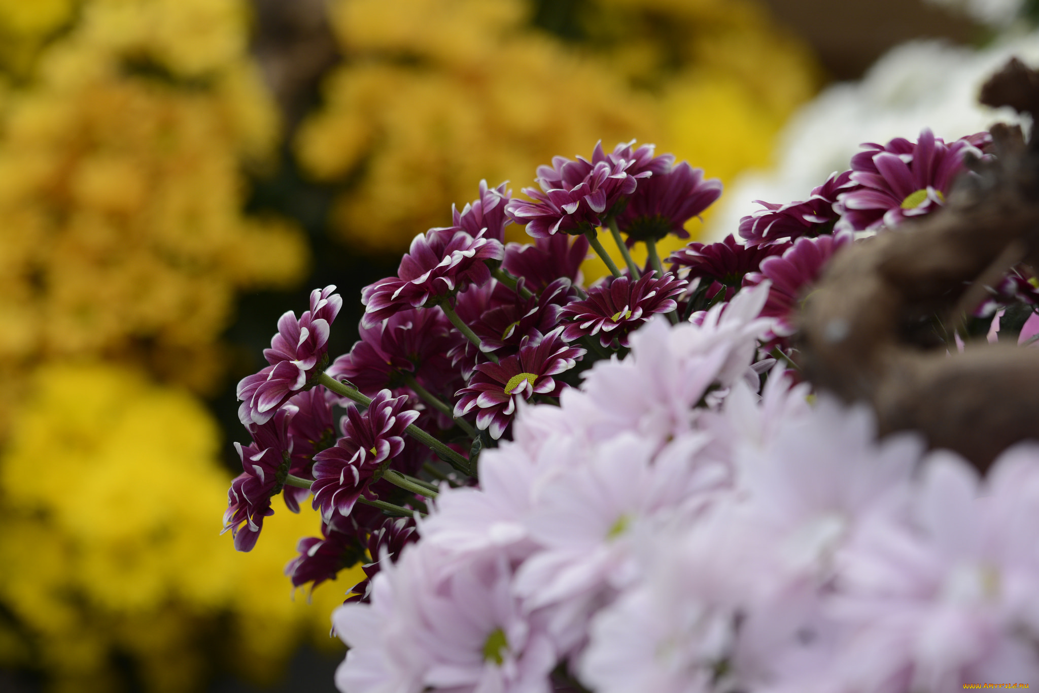 цветы, хризантемы, цветение, лепестки