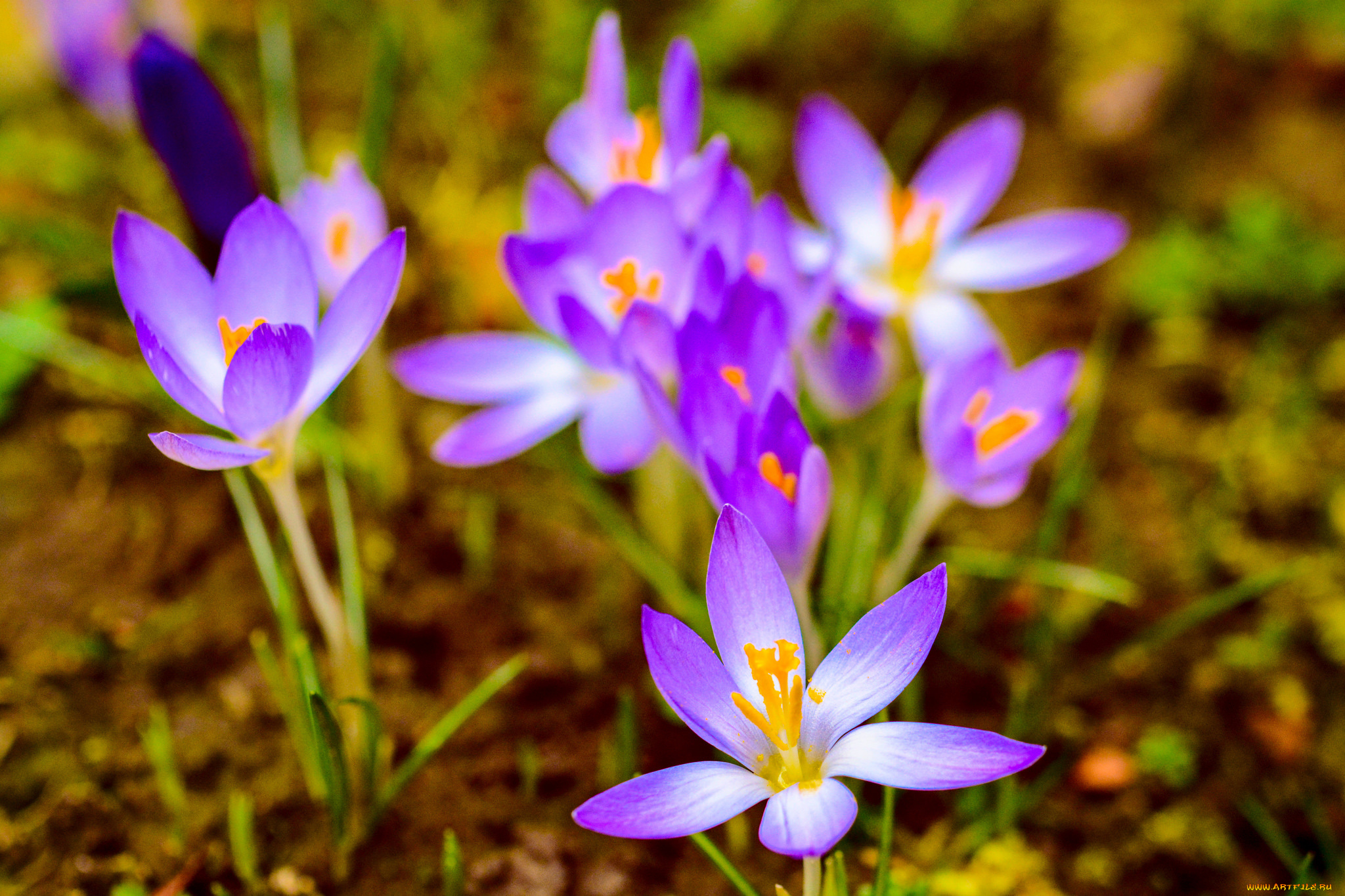 цветы, крокусы, цветение, цвет