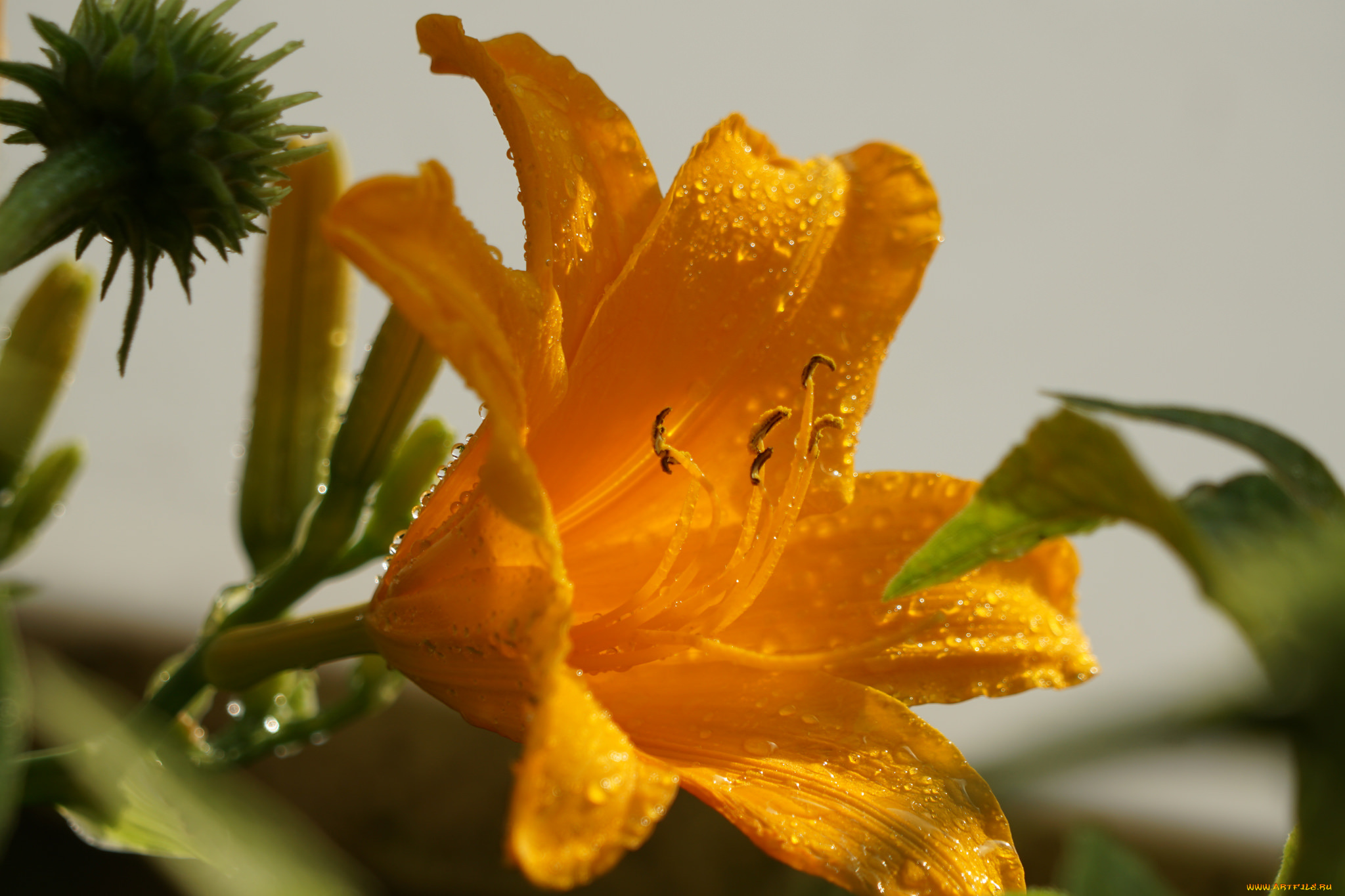 цветы, лилии, , лилейники, розовая, цветение, тычинки, лепестки, цветки, ветка